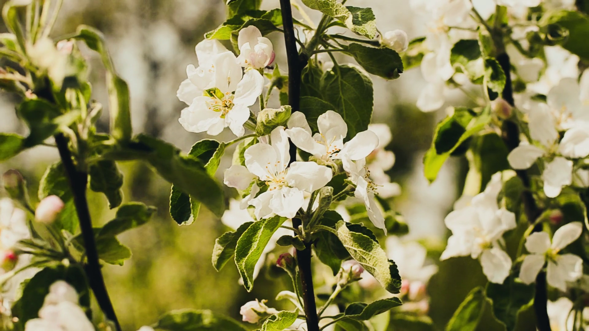 blossoming tree, nature flowers, apple tree Stock Video Footage ...