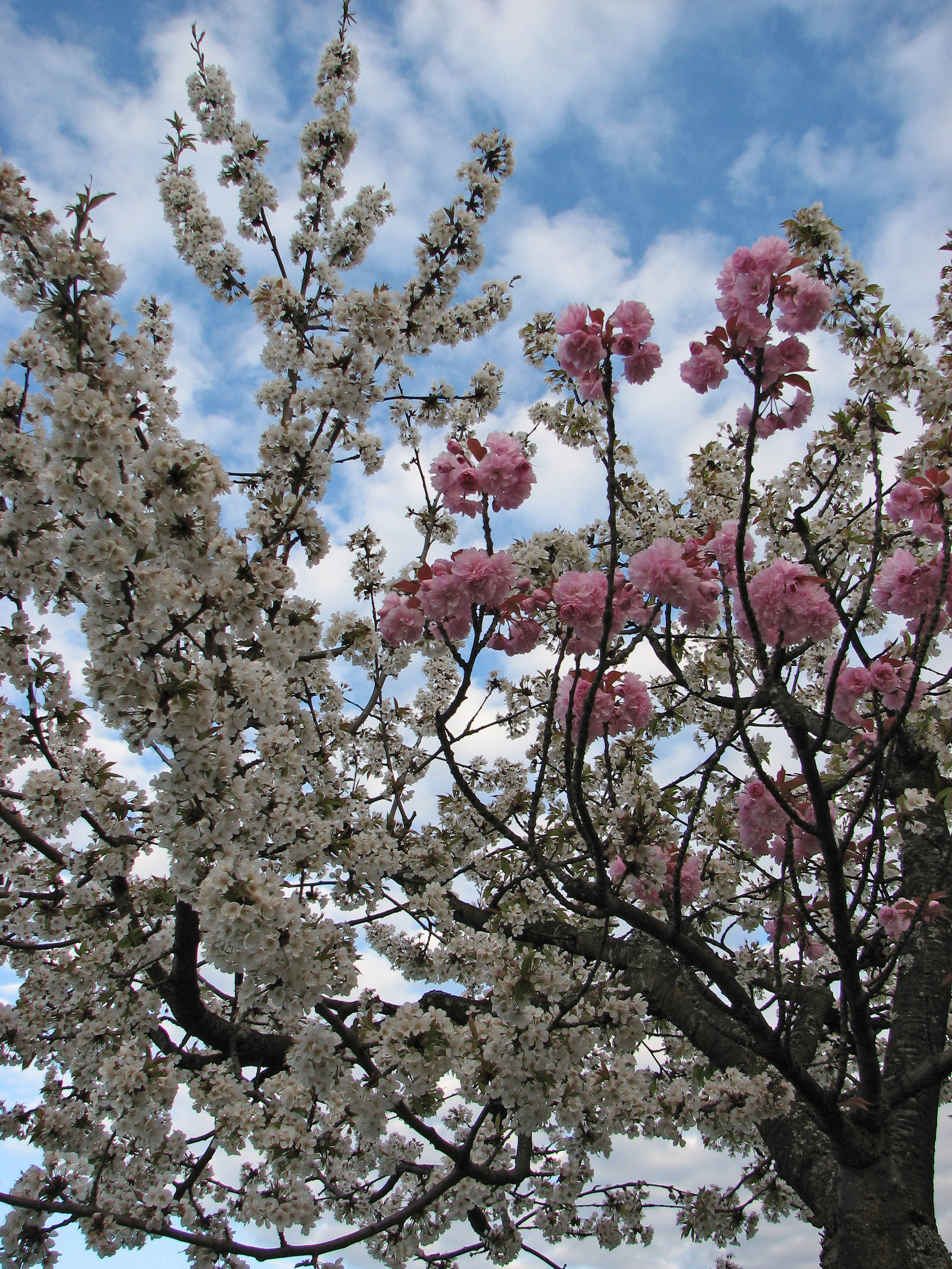 File:Grafted blossoming tree unidentified white pink.JPG - Wikimedia ...