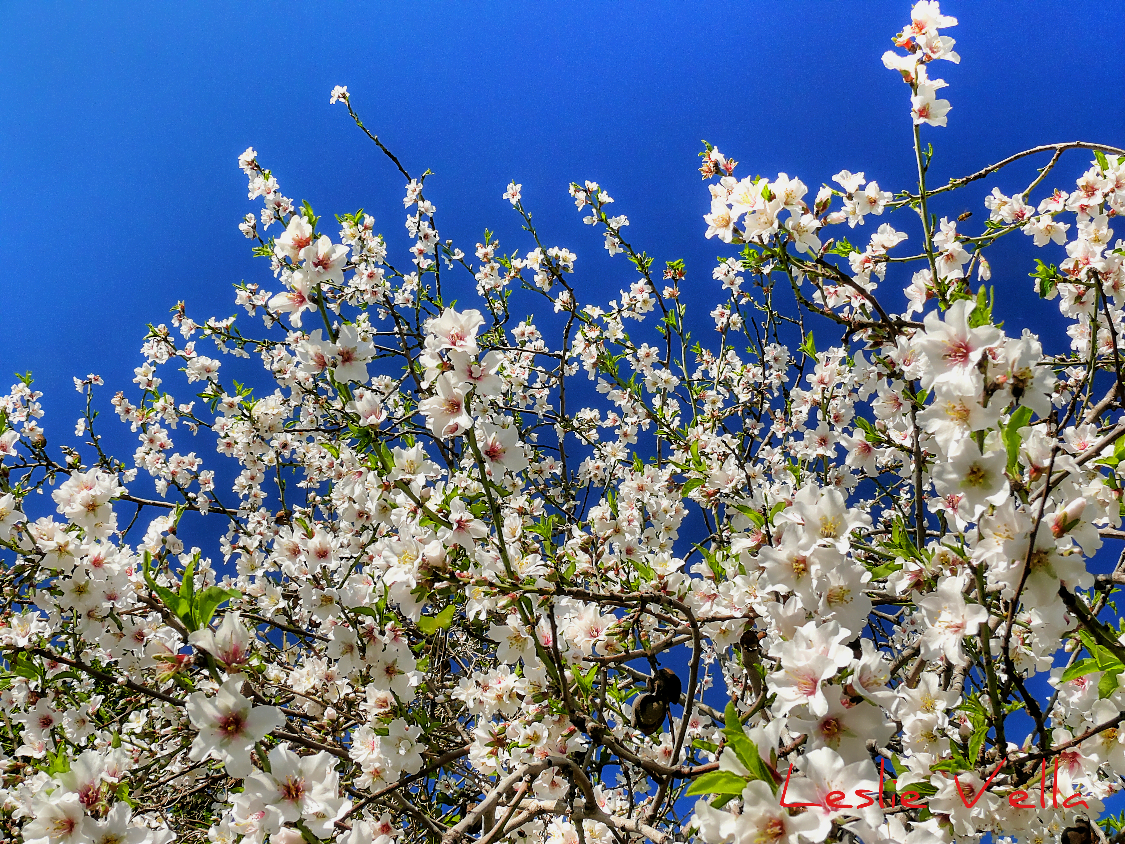 The blossoming almond tree: the first sign of the approaching spring ...