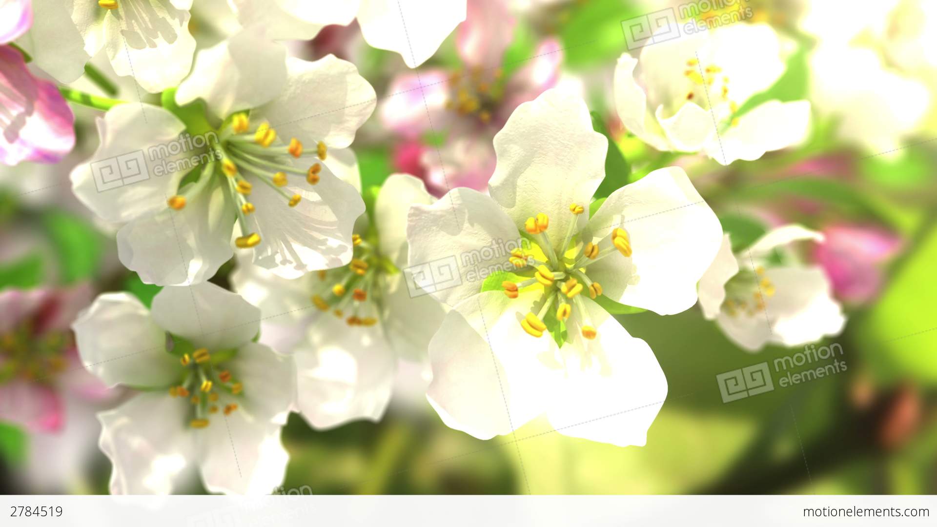 4k Blossoming Apple-tree Stock Animation | 2784519