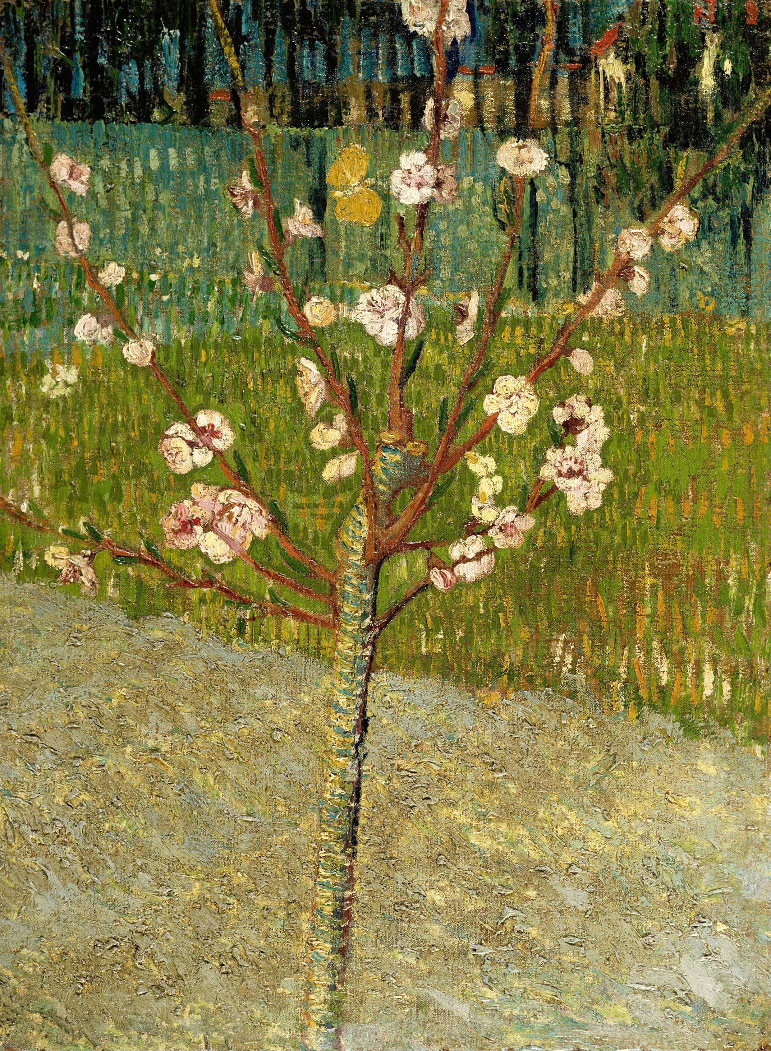 Blossoming Almond Tree – Vincent