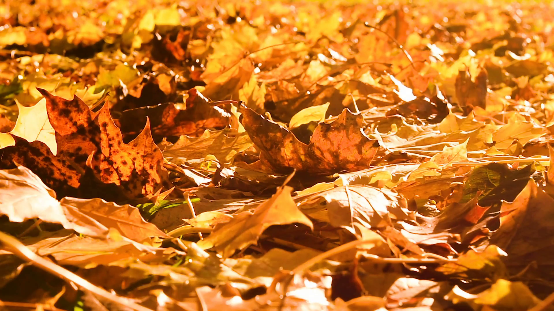 Autumn leaves on the floor blowing in the wind Stock Video Footage ...