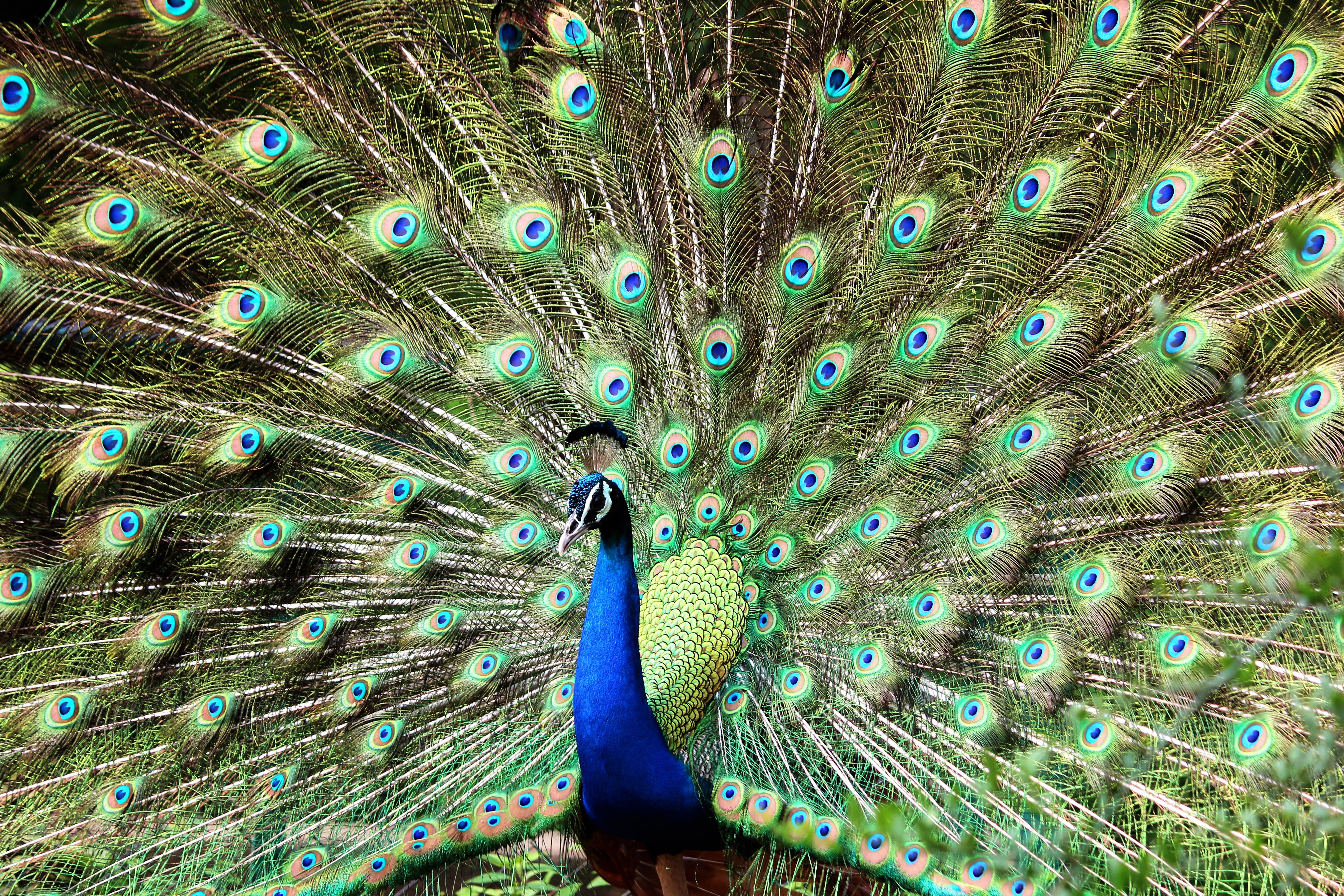 Blue and green peacock photo
