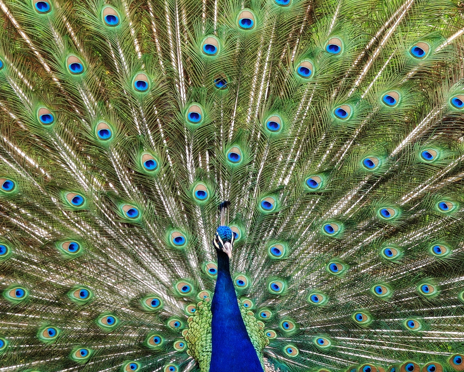 Blue and green peacock photo