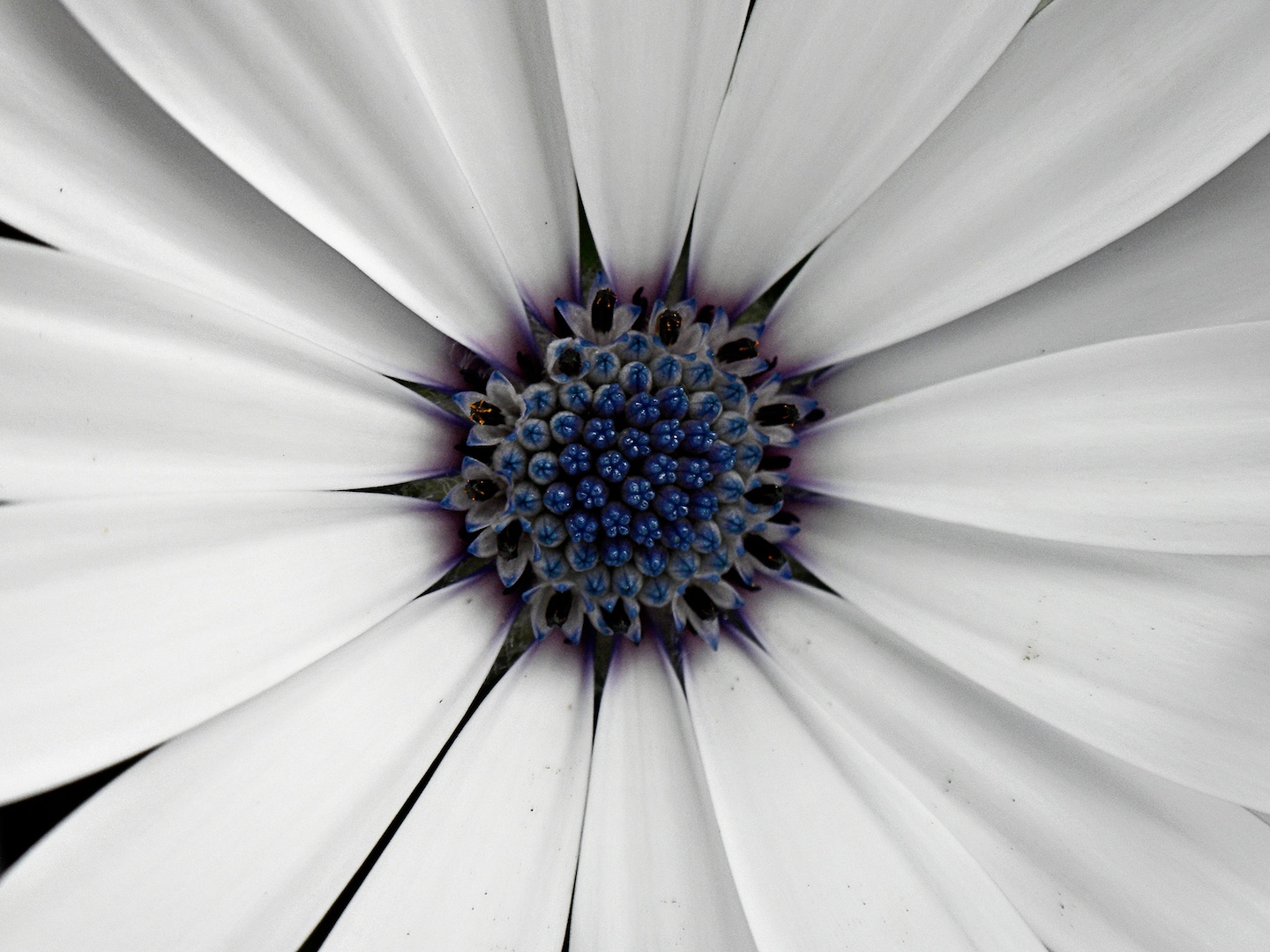 Blue and White Flower, Blue, Close-up, Day, Flower, HQ Photo