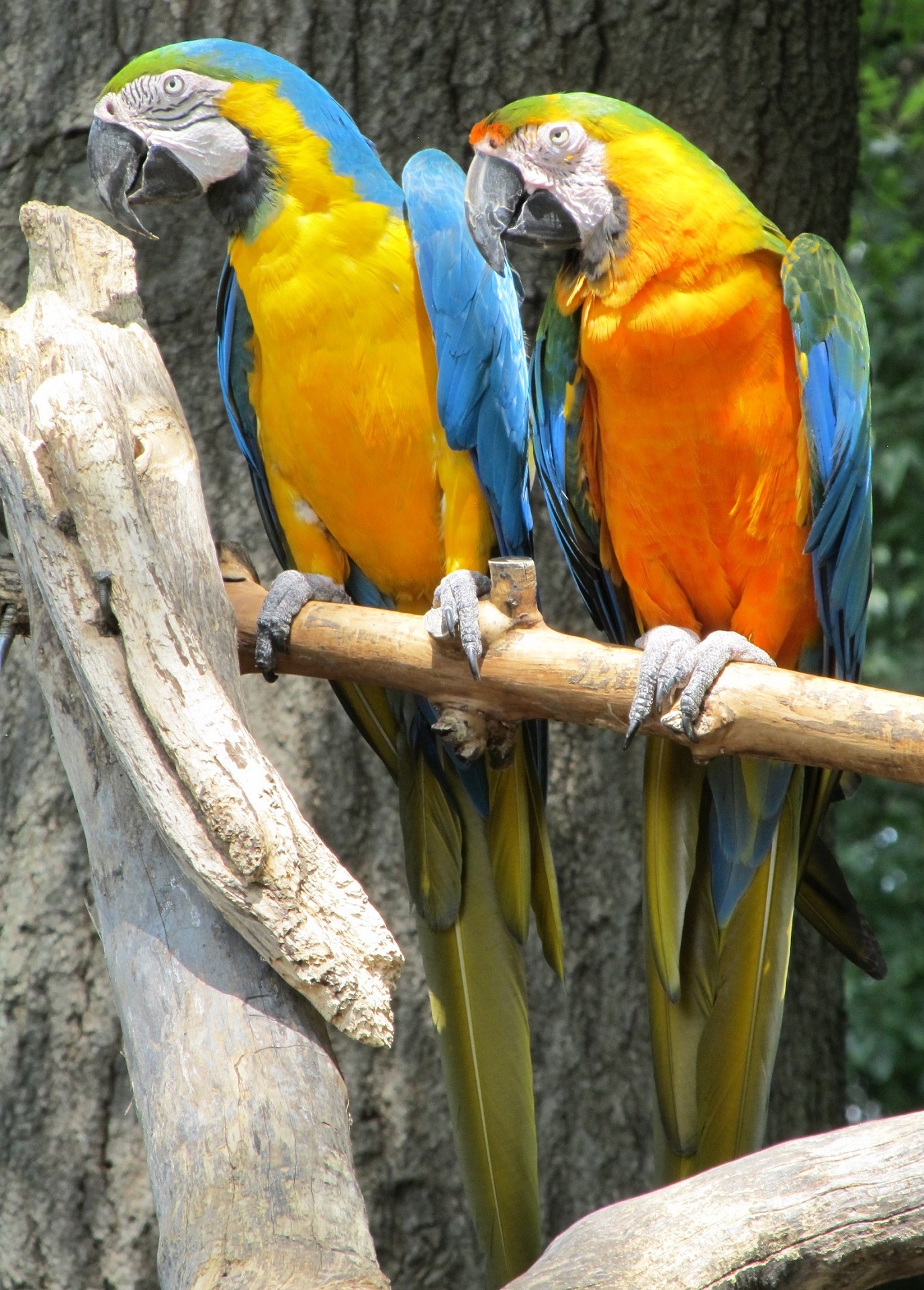 Blue and yellow macaws photo