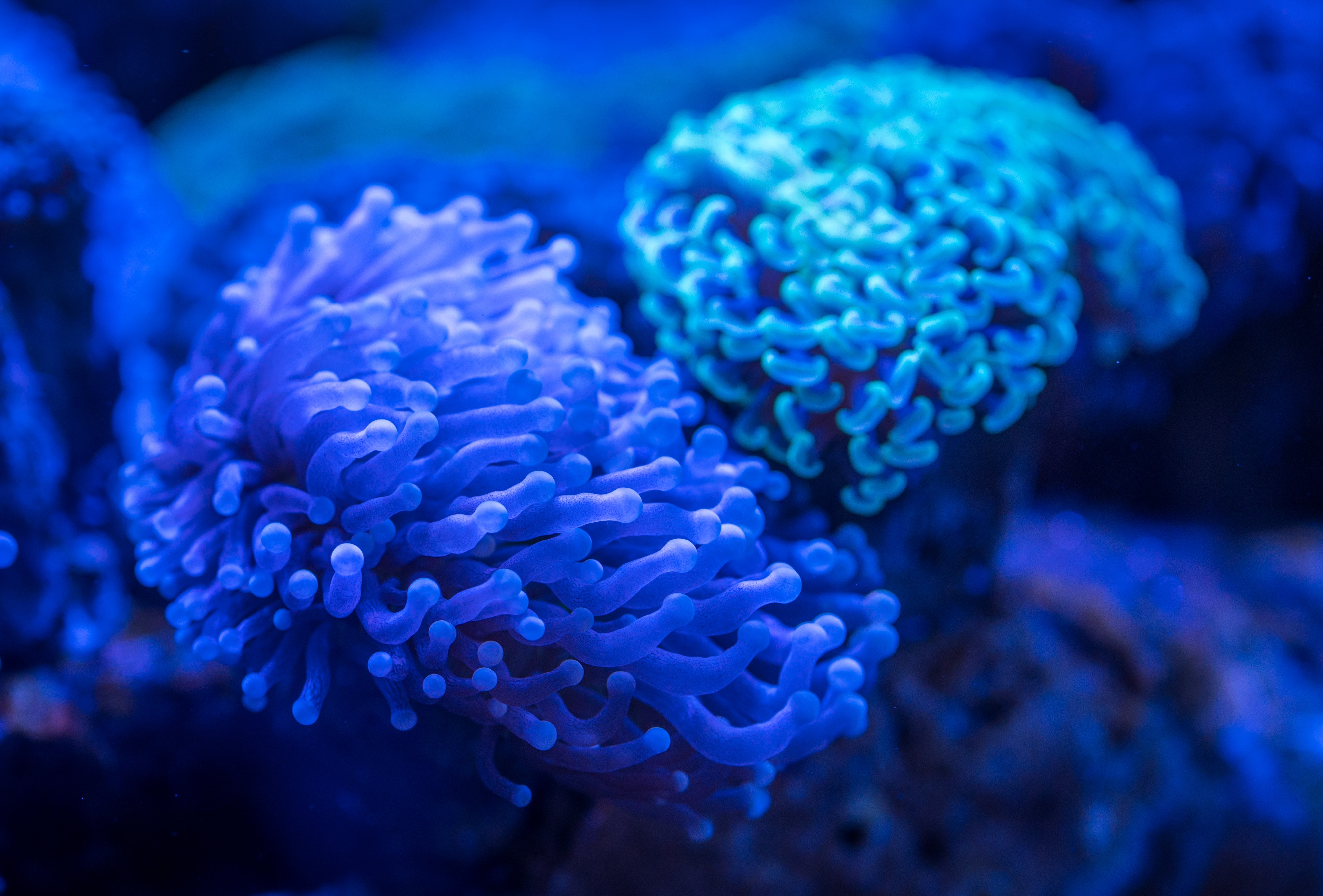 Blue anemone photo