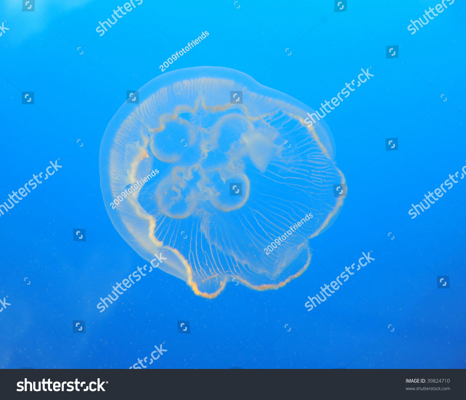 Detailed Look Jellyfish Blue Ocean Stock Photo 39824710 - Shutterstock