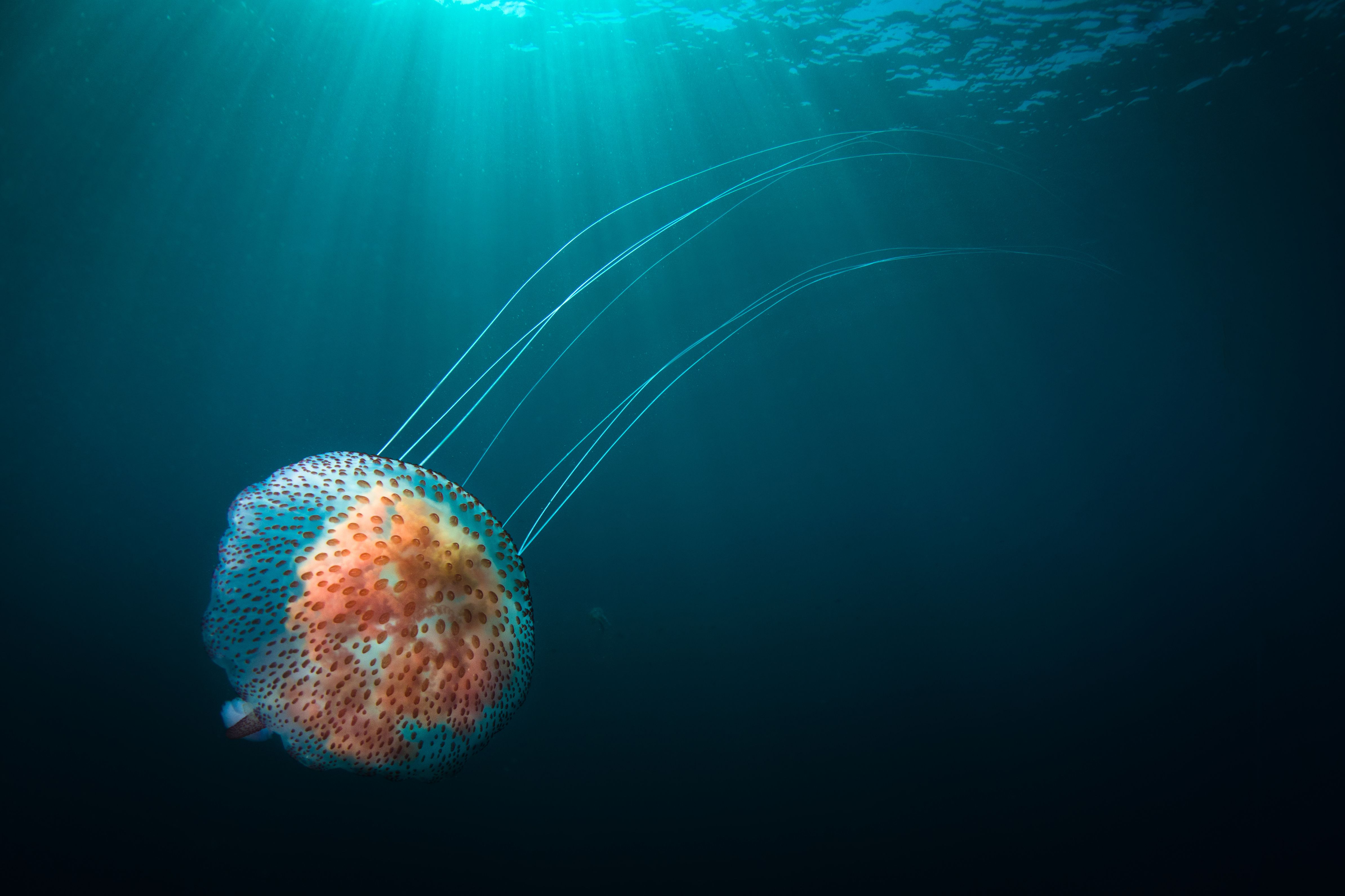 Jellyfish Wordsearch, Vocabulary, Crossword, and More