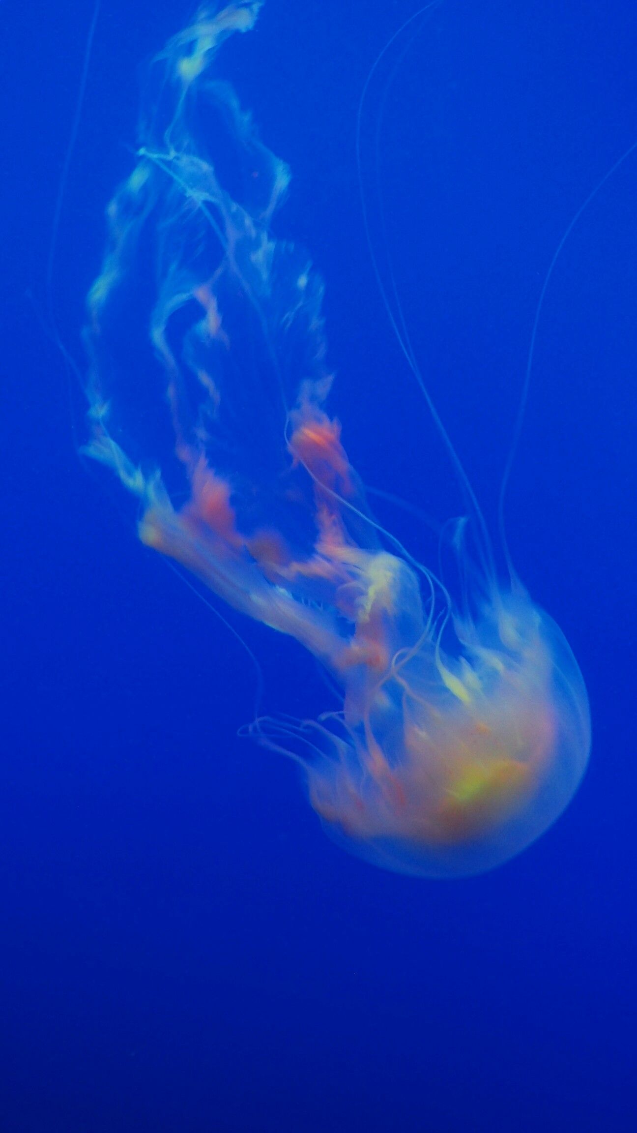 the oven mitt jellyfish Monterey Bay aquarium Spineless, brainless ...
