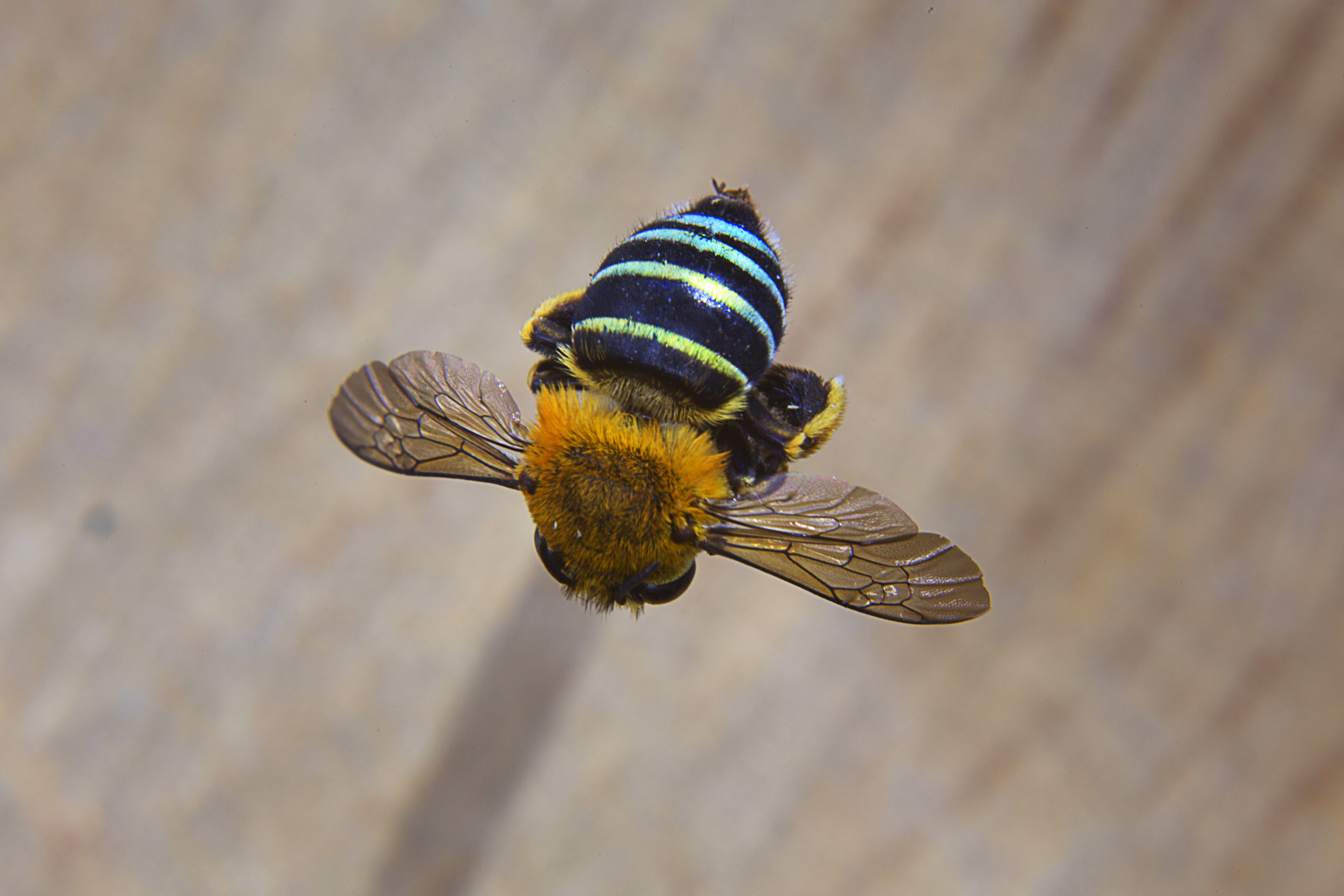 Blue Banded Bee visiting Mt Gravatt backyard | Pollinator Link