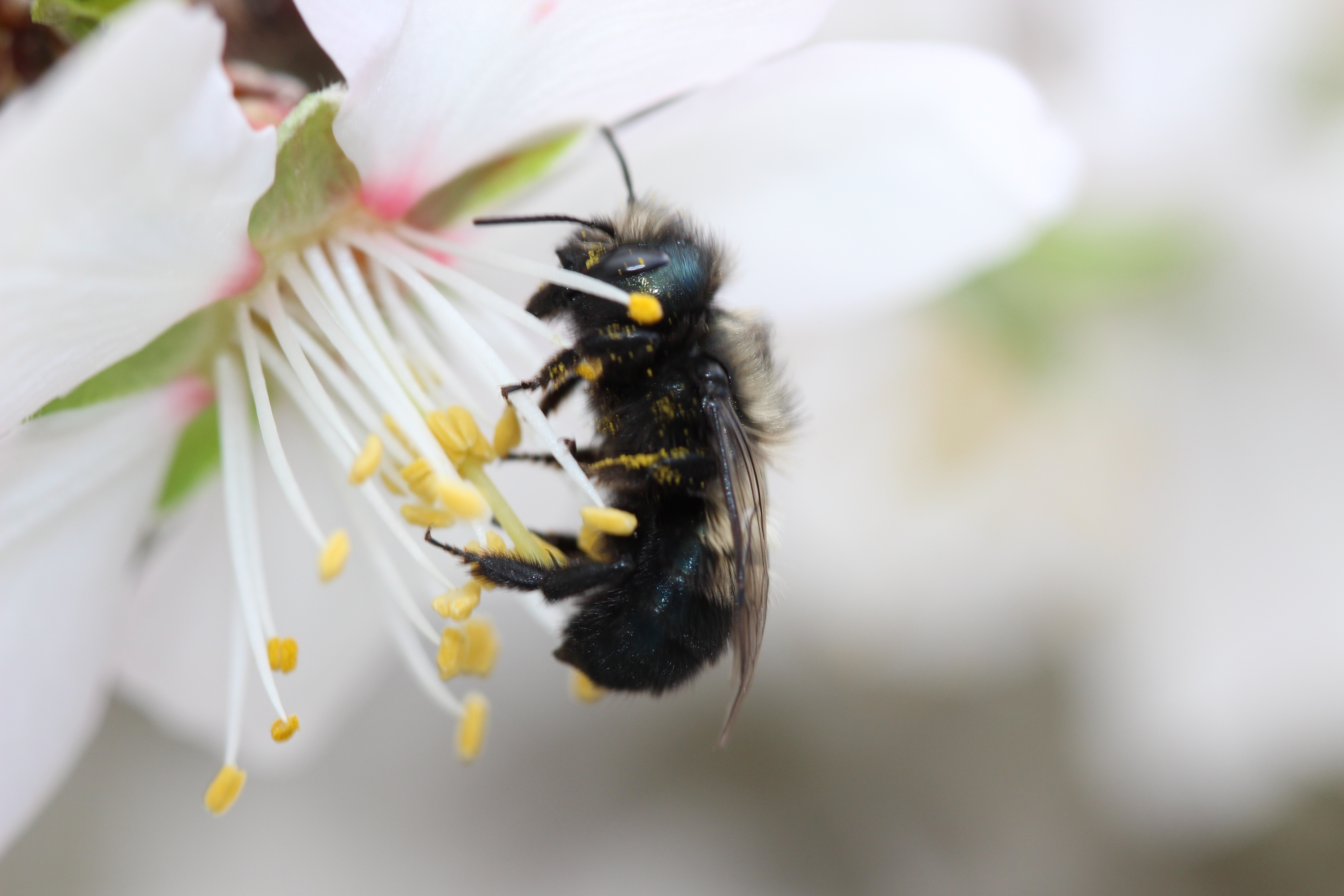 Could Blue Bees Be Better For Northwest Crops? - Northwest Public ...