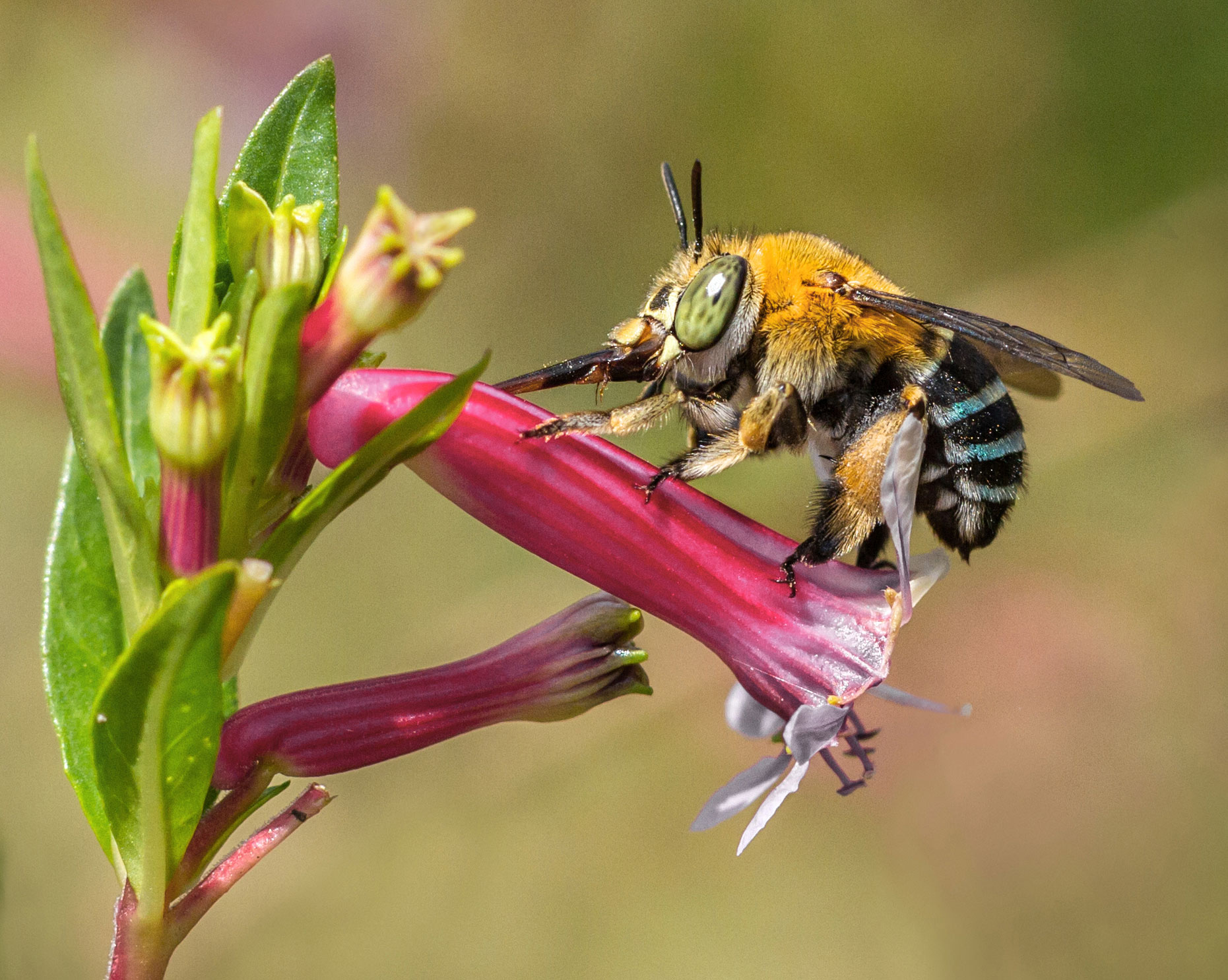 Blue-banded Bees - Land for Wildlife