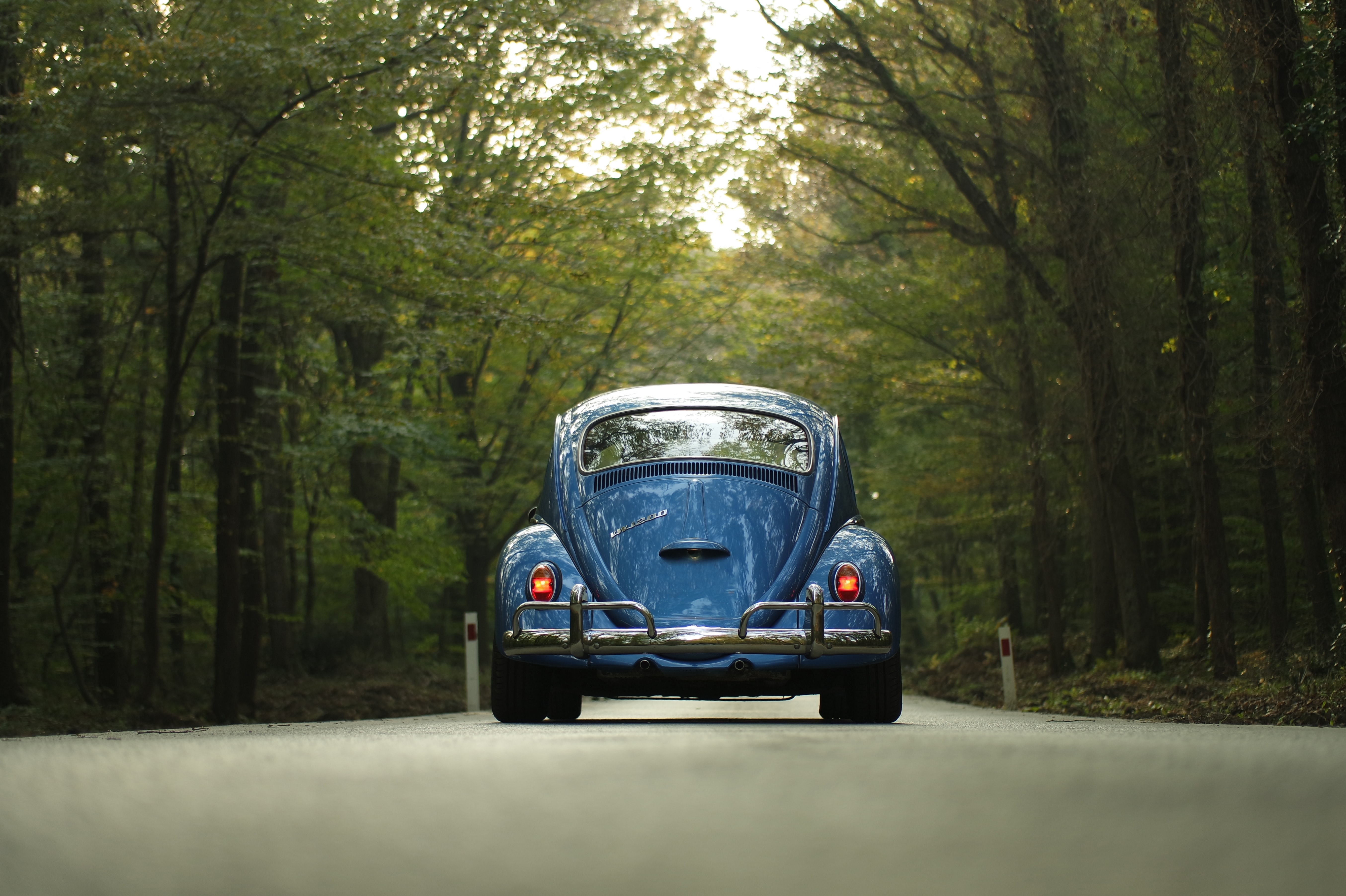 Blue beetle car on gray asphalt road between green leaf trees photo