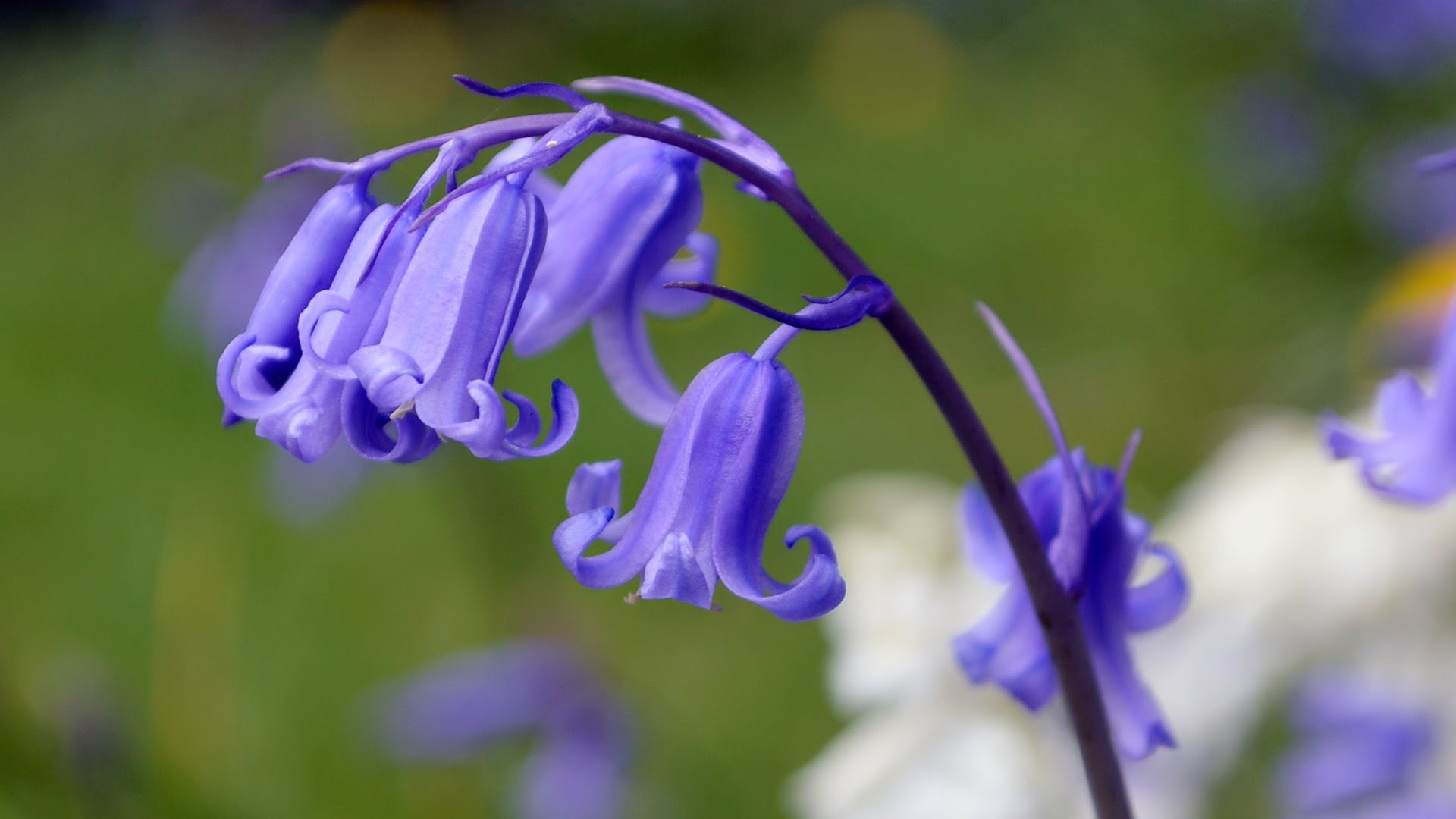 Bluebells, the Flower of May - YouTube