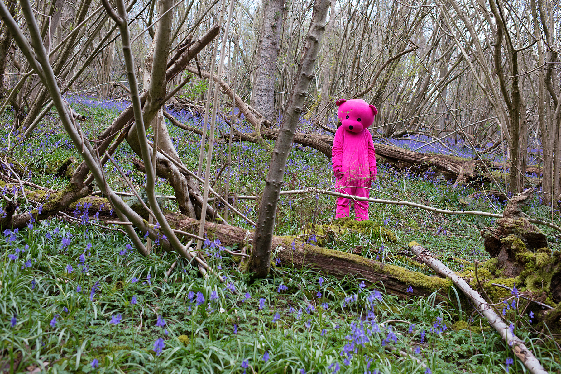 The Blue Bells - The Pink Bear - Photographs | LUAP | Paul Robinson ...