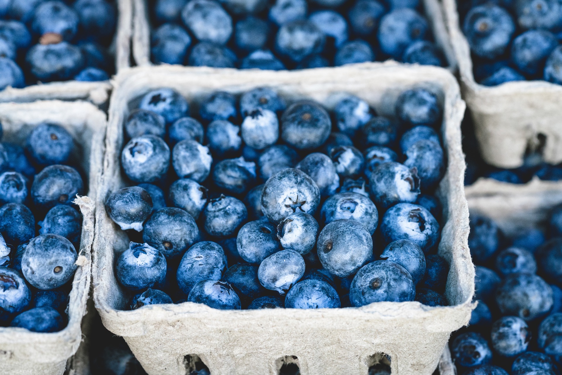 Blue berries photo