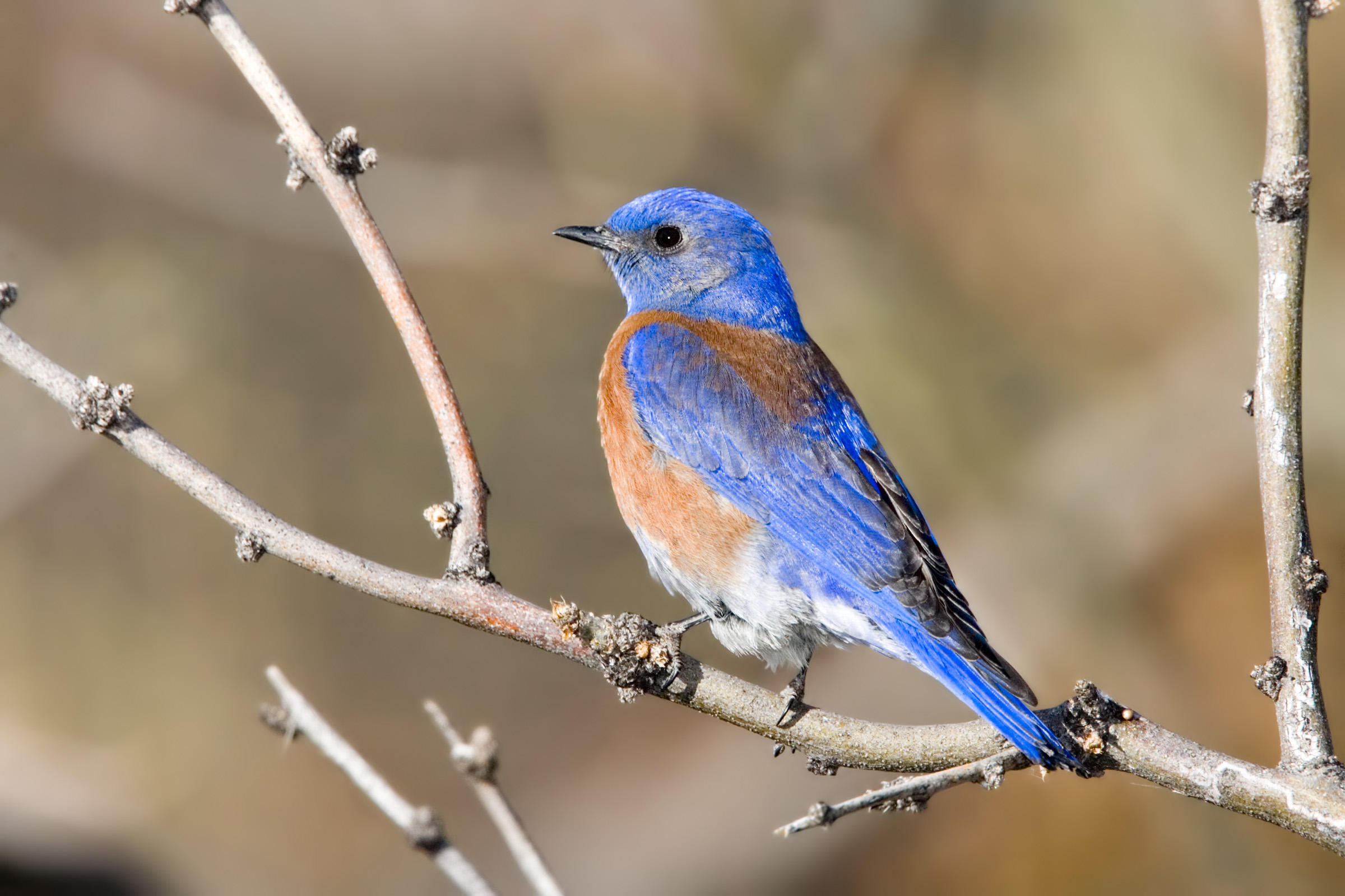 Western Bluebird | Audubon Field Guide