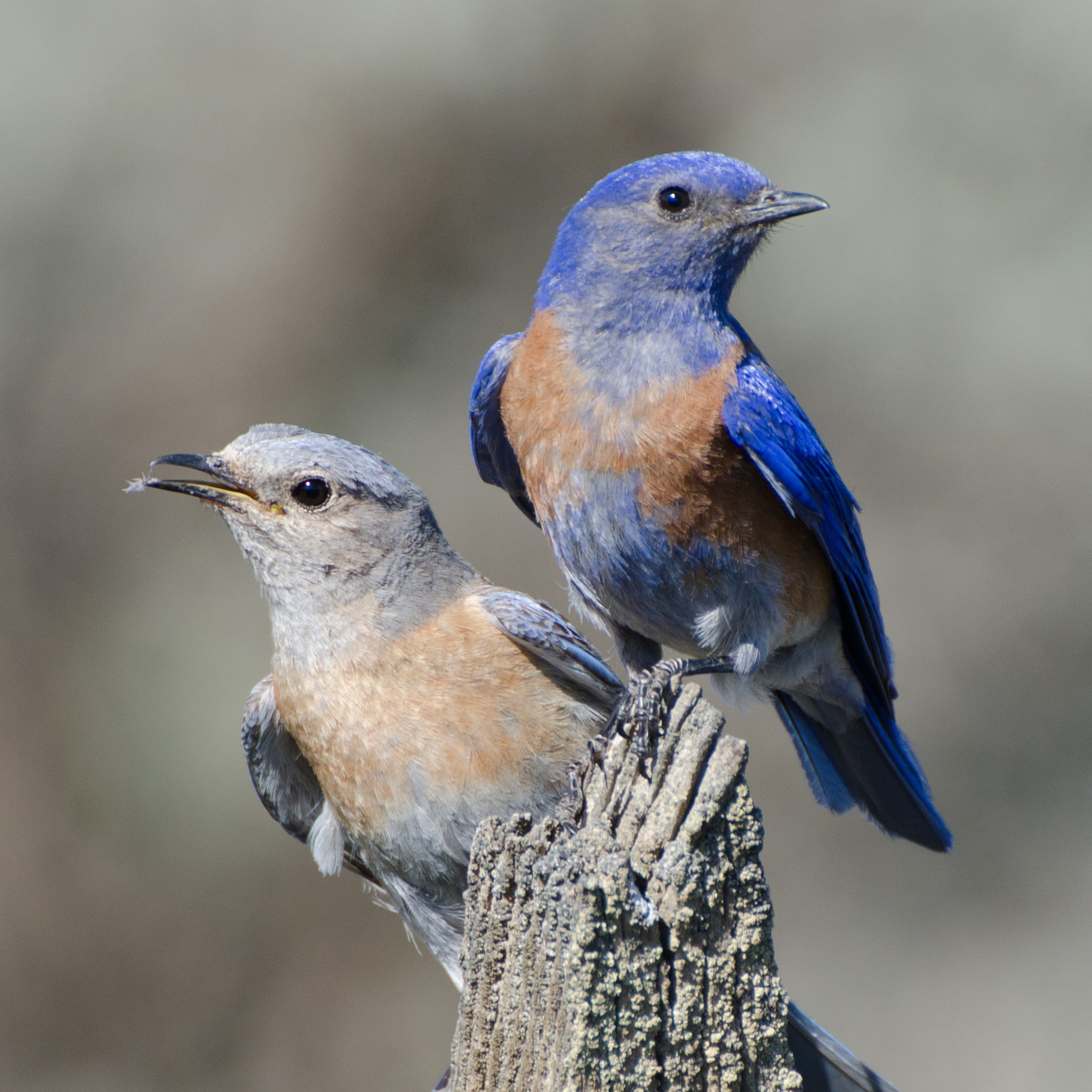 Western Bluebird | National Geographic