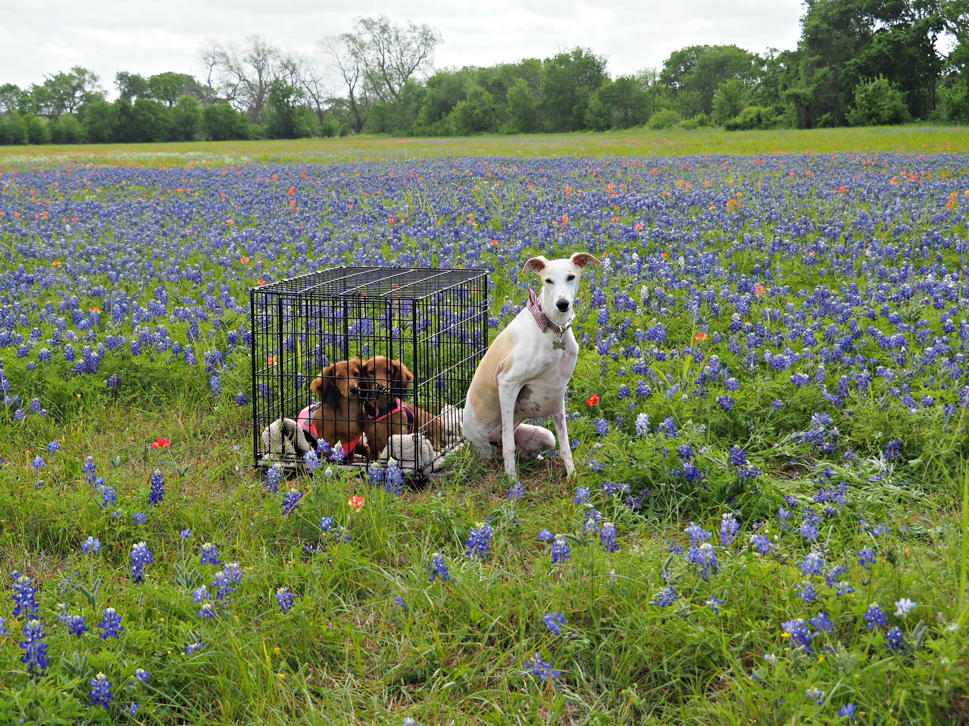 The Weekend With All The Bluebonnets - The Wandering Weekenders