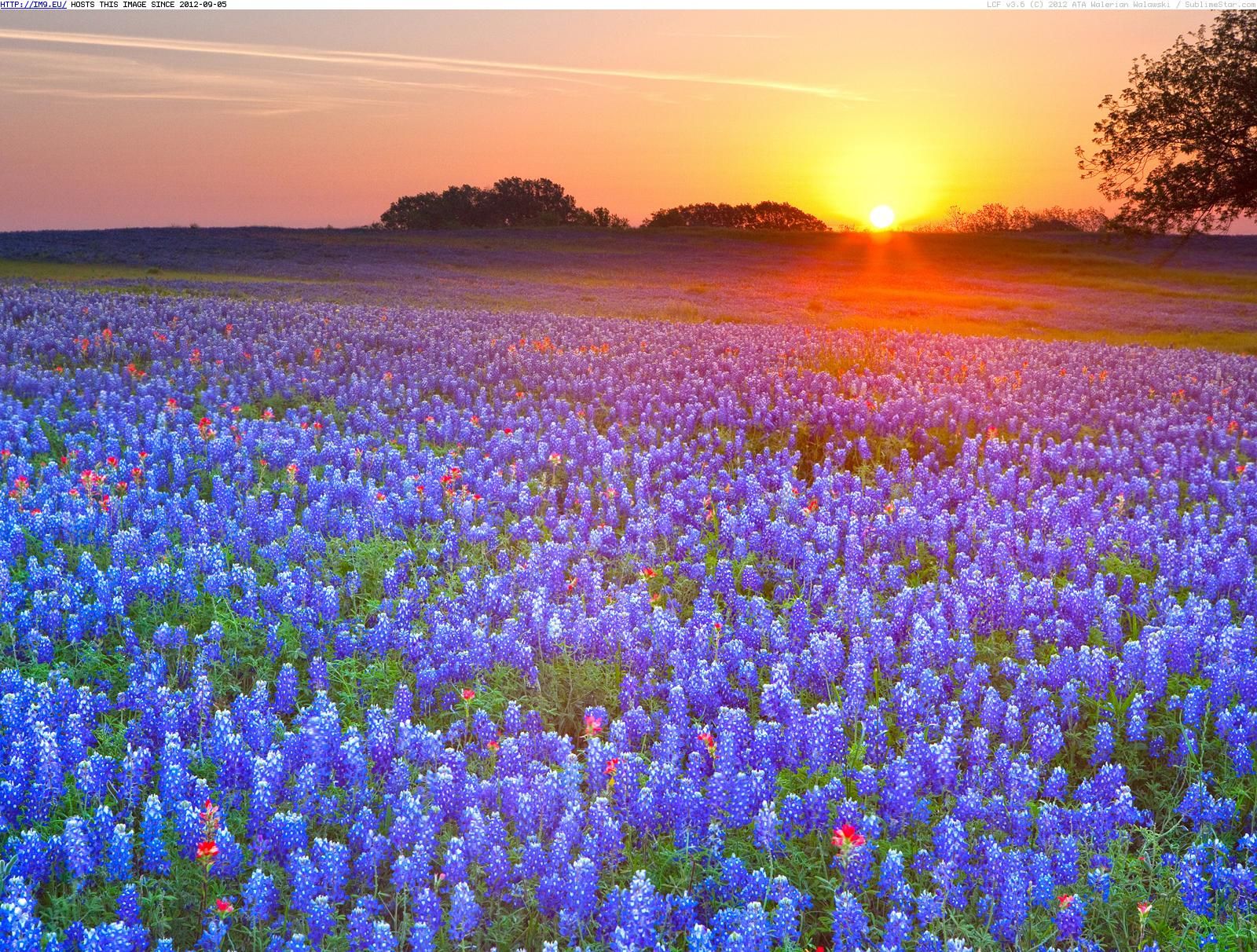 Texas Bluebonnets Texas Hill Country Texas - Your HD Wallpaper ...