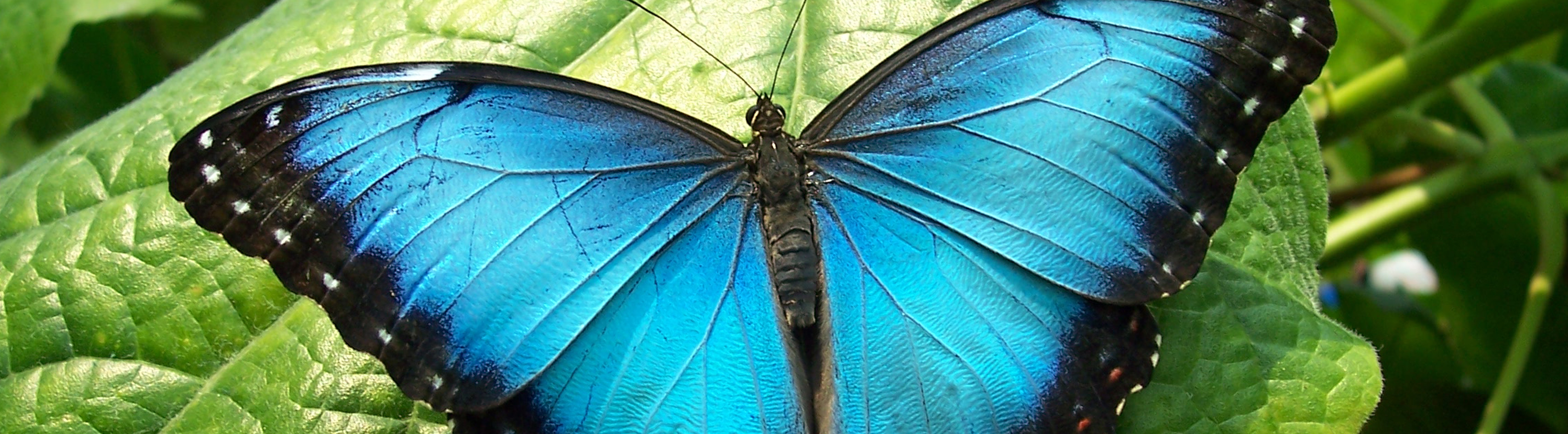 Species Profile: Blue Morpho Butterfly (Morpho peleides ...