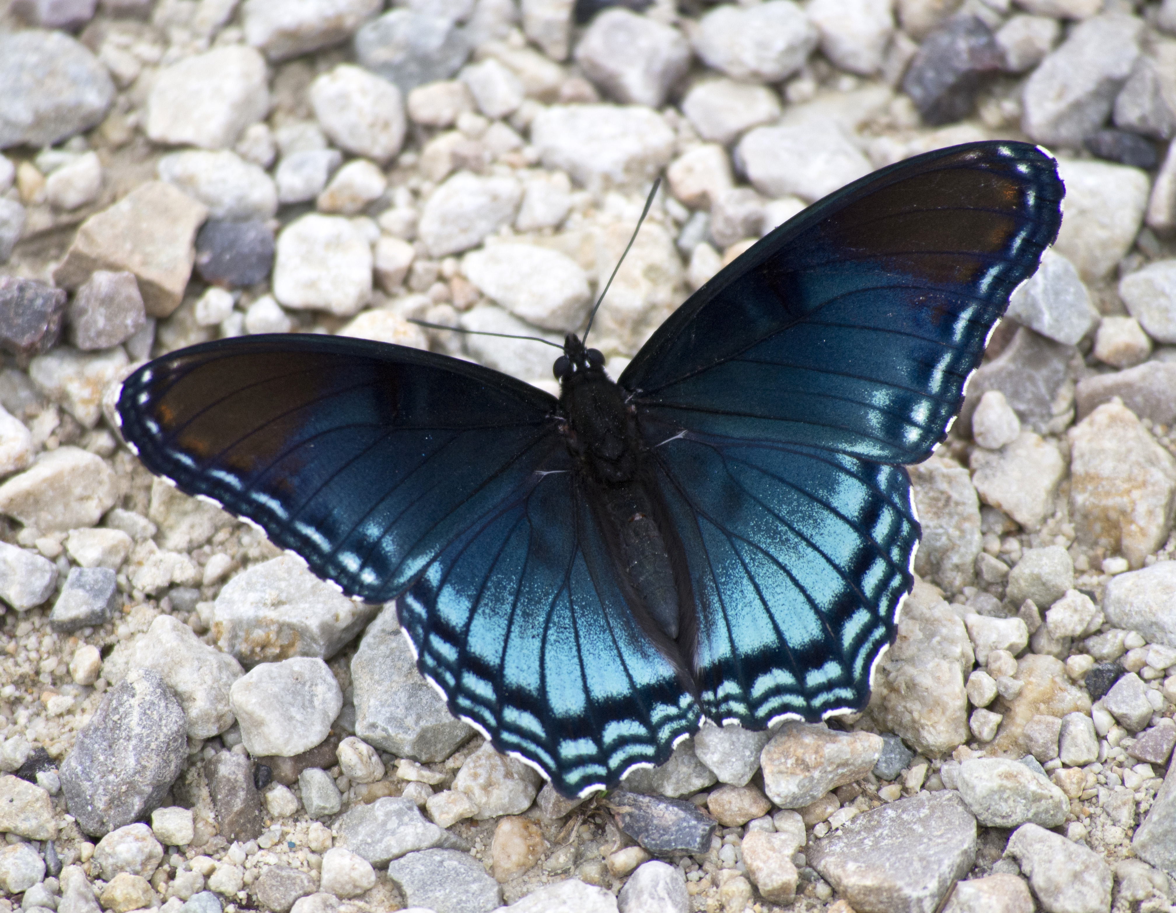 Blue Butterfly on the ground image - Free stock photo - Public ...