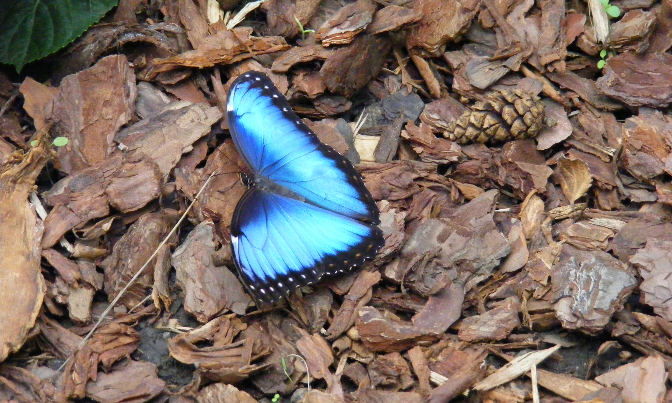 Blue Butterfly, Blue, Butterfly, Delicate, Insect, HQ Photo