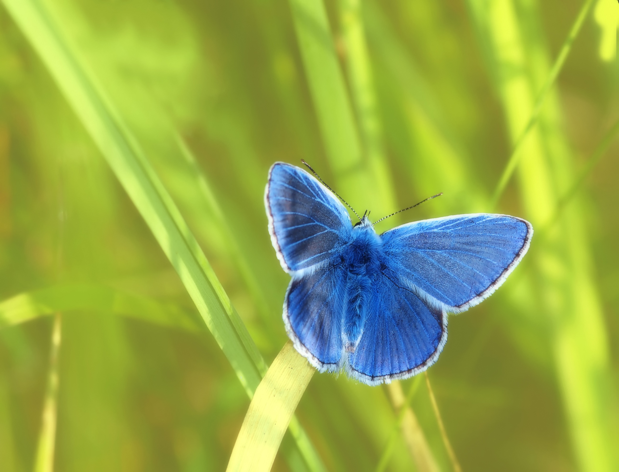 Blue butterfly photo