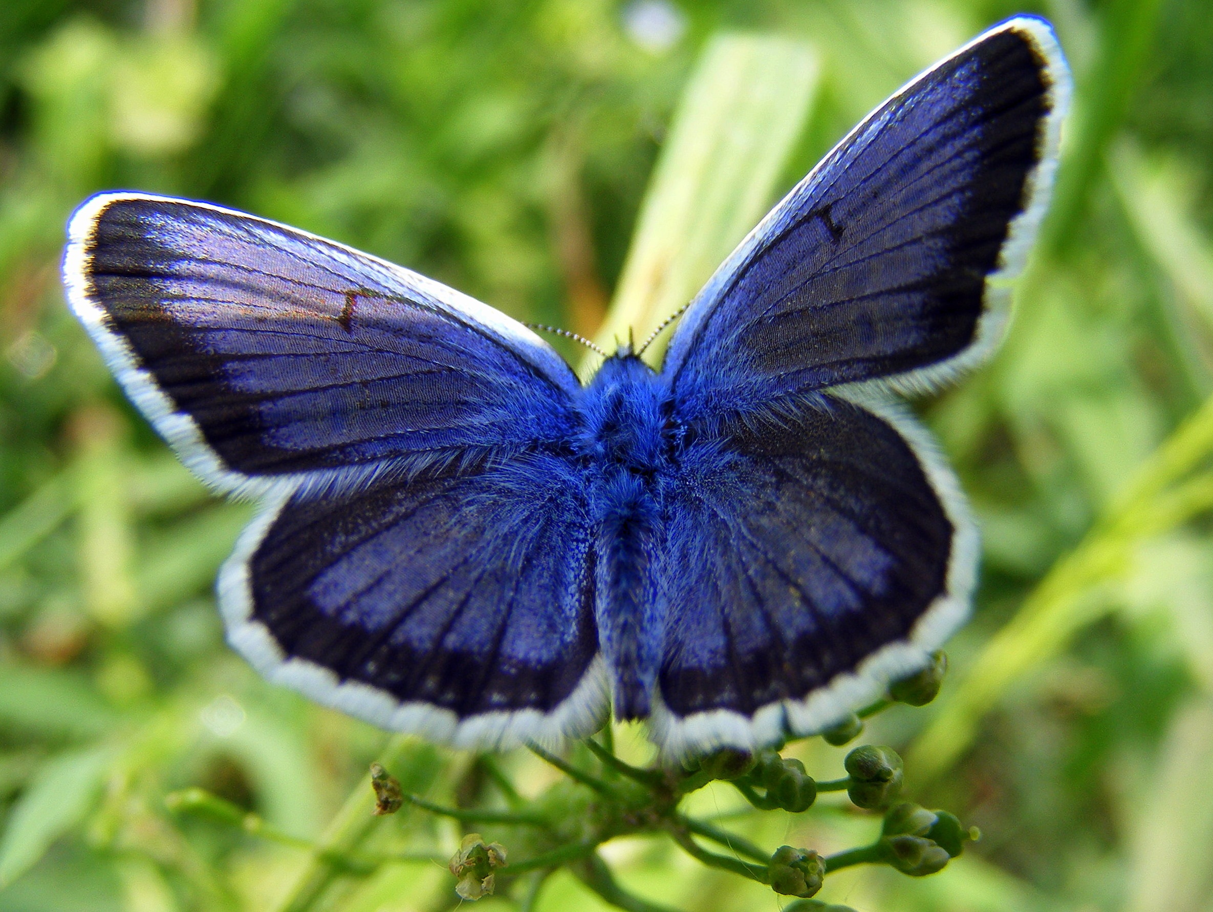 Free Photo Blue Butterfly Animal Butterfly Fly Free Download 