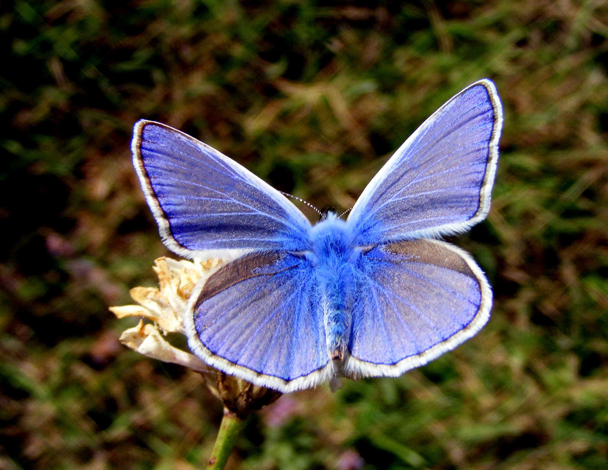 Blue butterfly photo