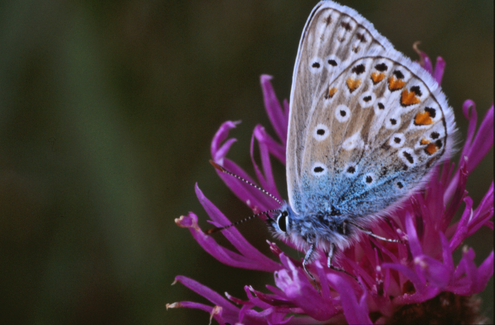 Blue butterfly, Blue, Bug, Butterfly, Closeup, HQ Photo