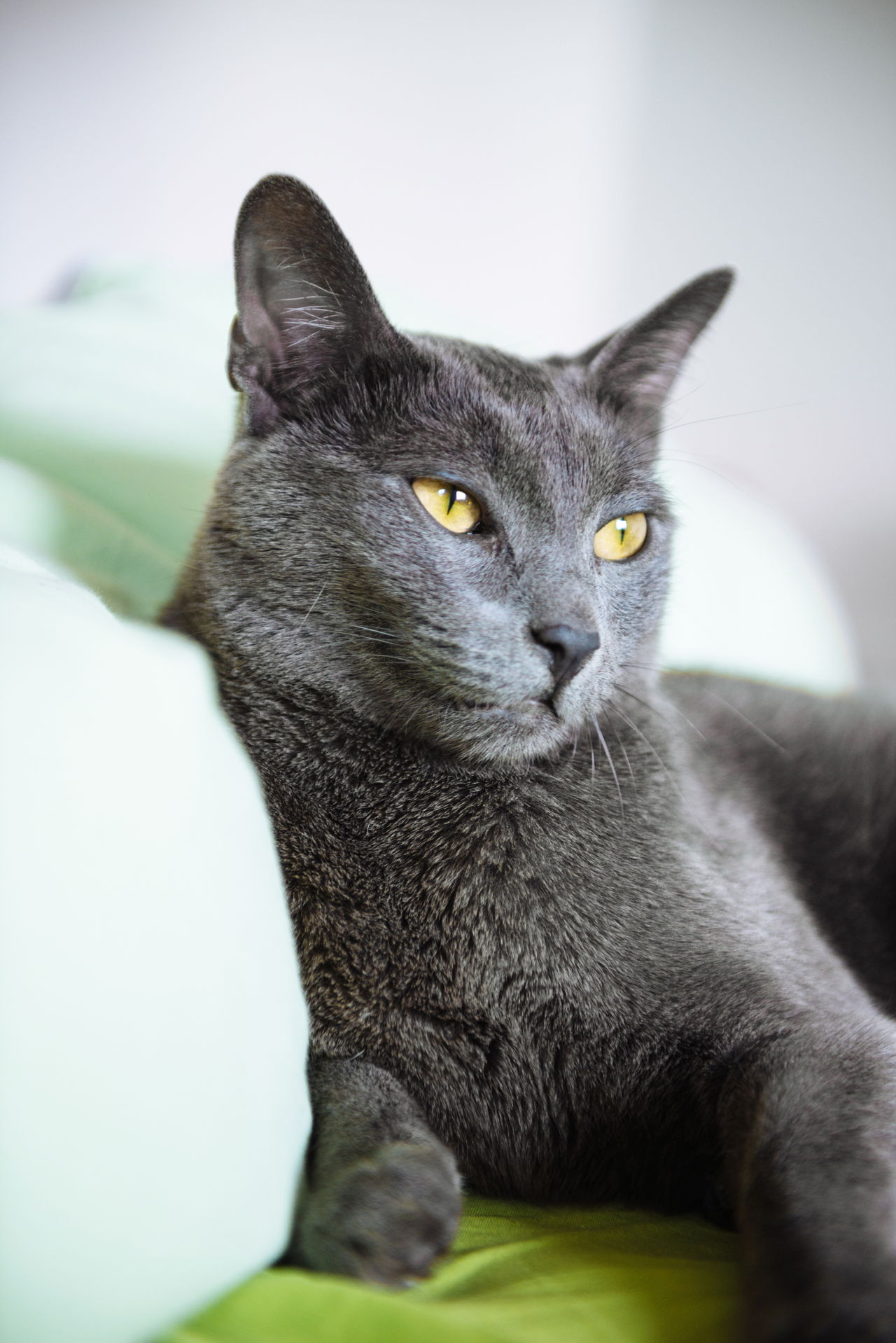 The Angel of Cuteness: Russian Blue Cat Personality