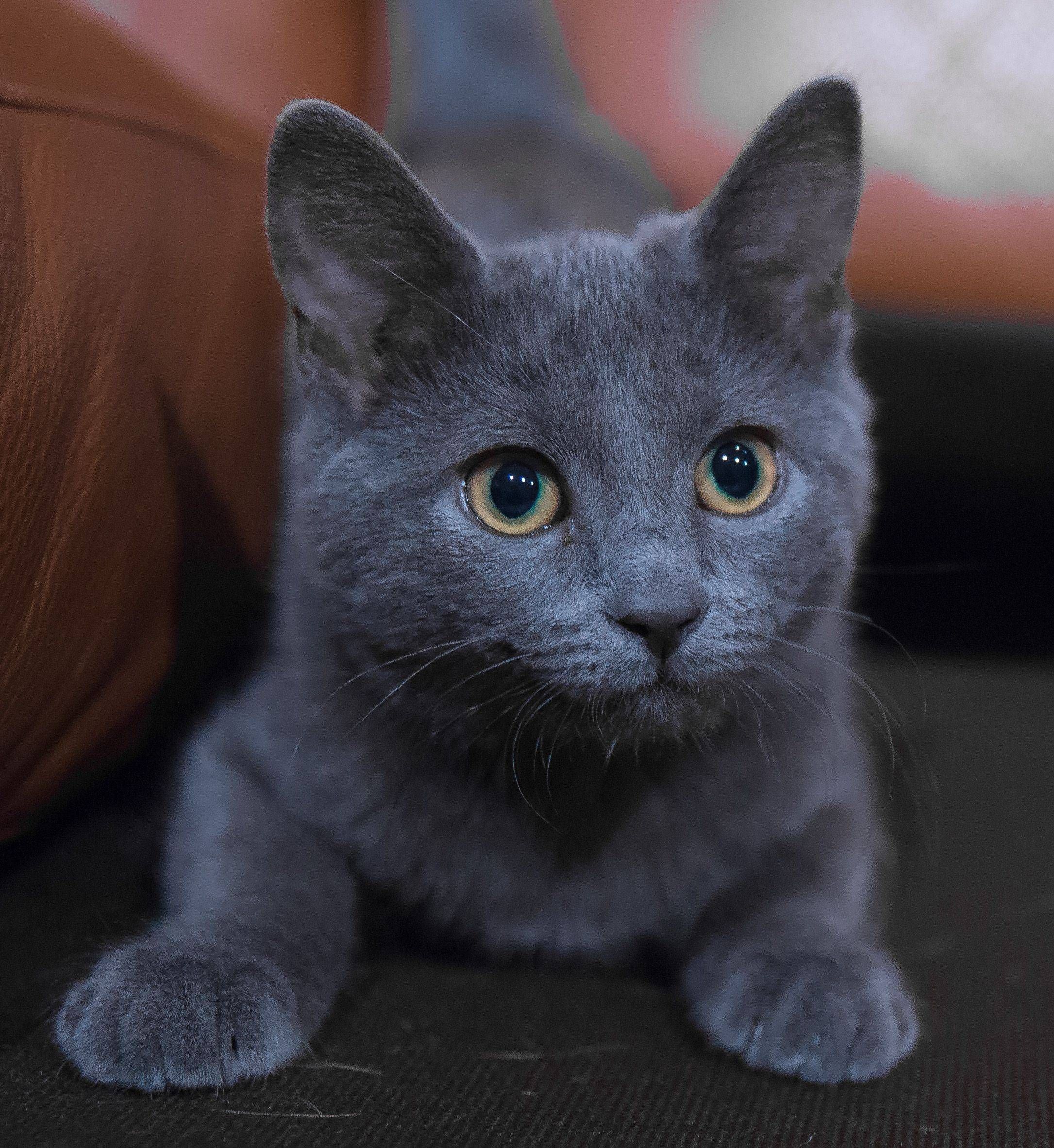 Порода голубых кошек