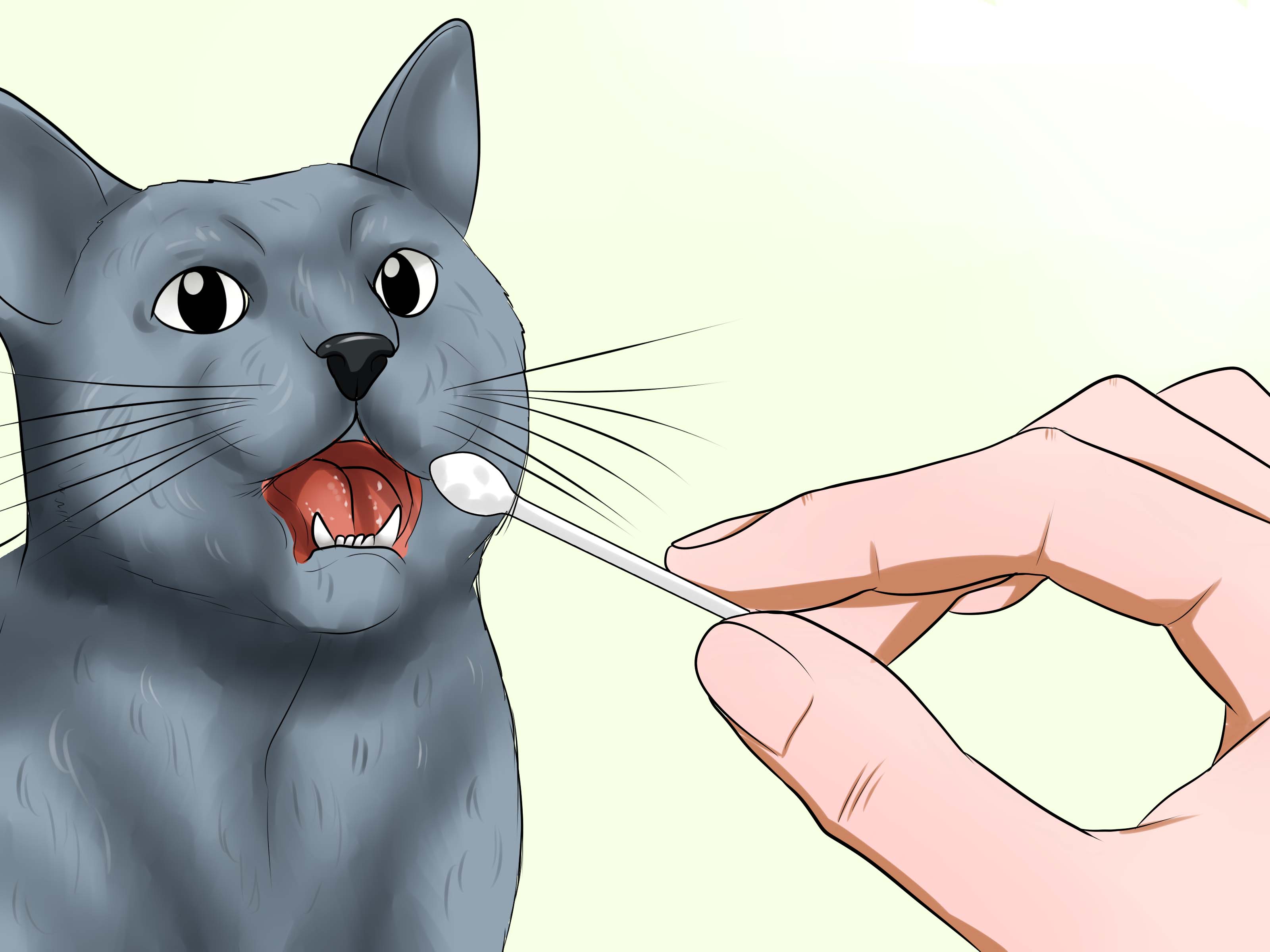 How to Identify a Russian Blue: 12 Steps (with Pictures) - wikiHow