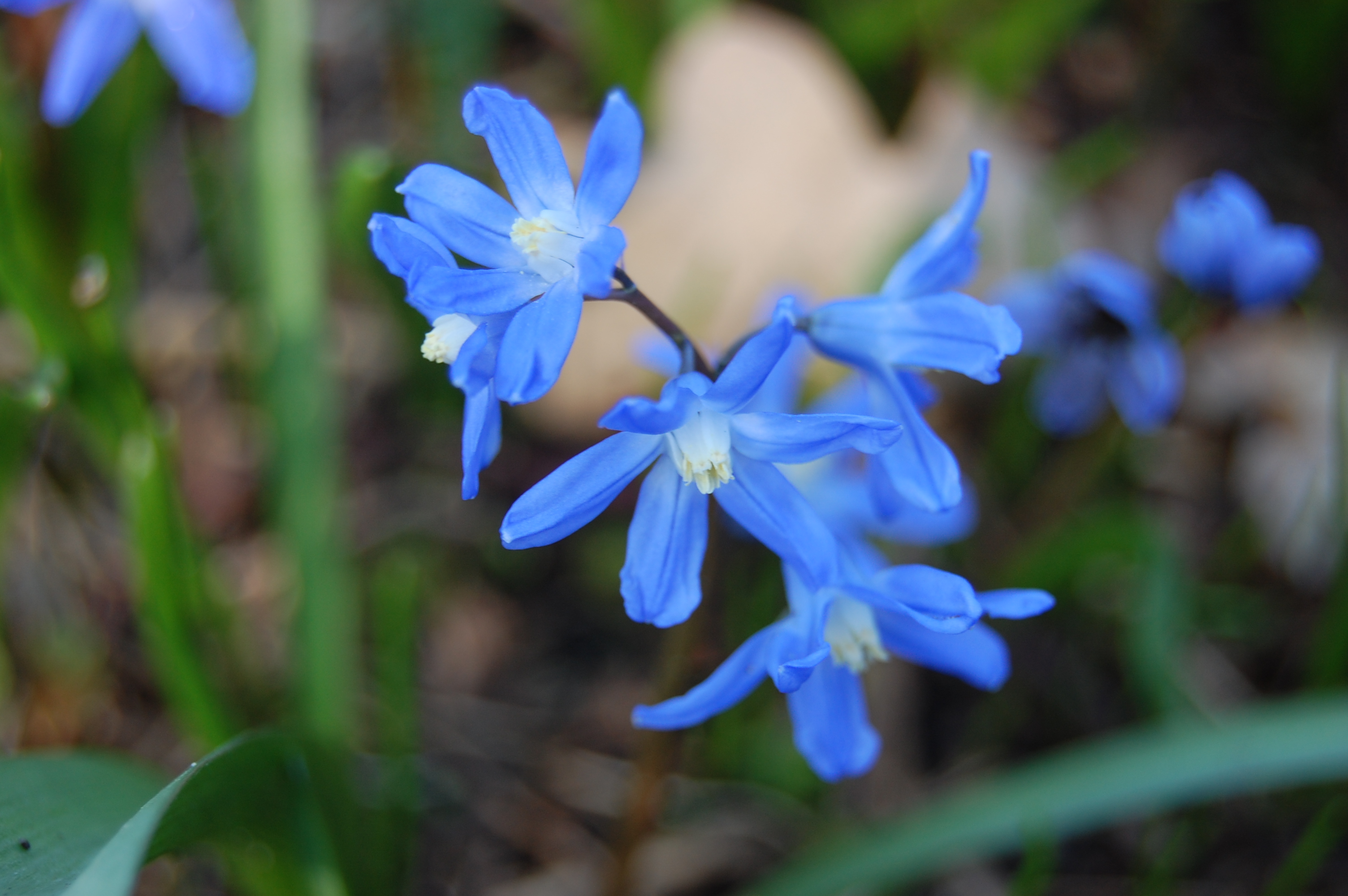 Chionodoxa forbesii | landscape architect's pages