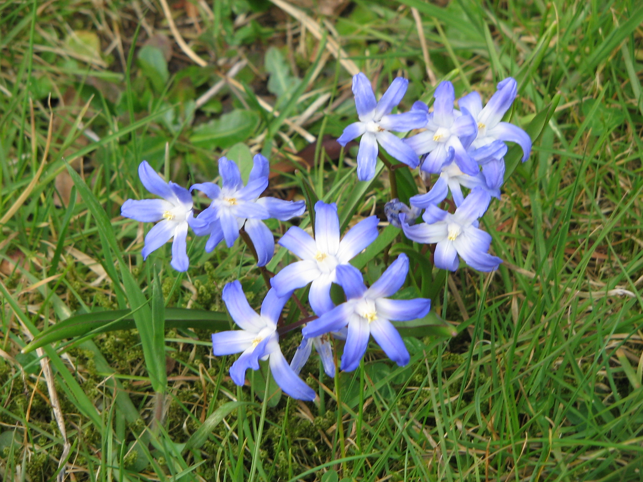 Little blue flowers photo