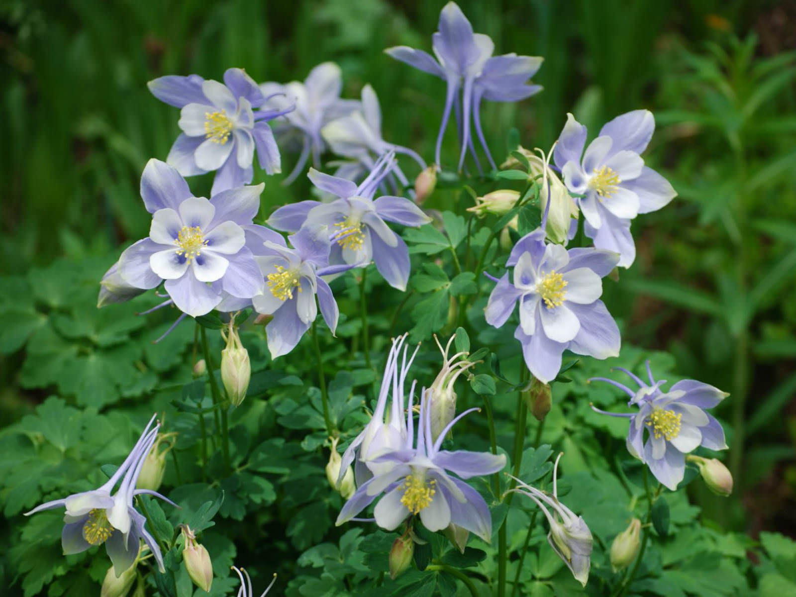 Aquilegia coerulea - Colorado Blue Columbine | World of Flowering Plants