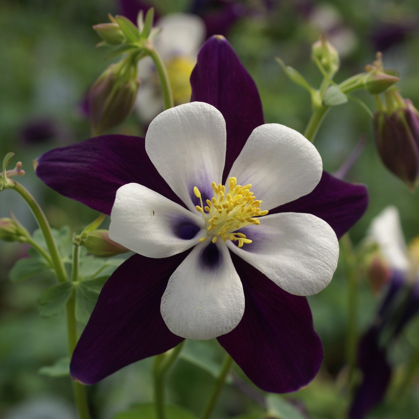 Aquilegia Colorado Violet & White – Easy To Grow Bulbs