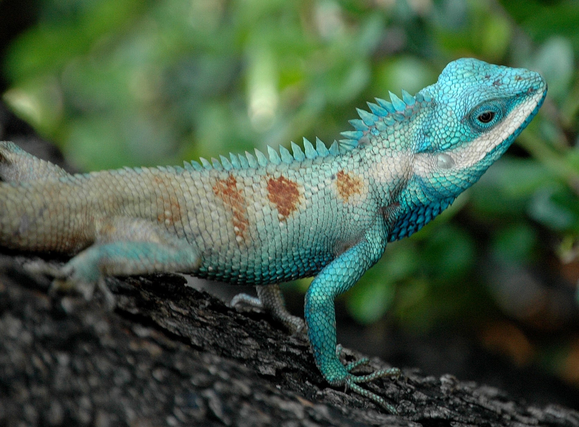 File:Bangkok Reptiles Blue crested Lizard.jpg - Wikimedia Commons