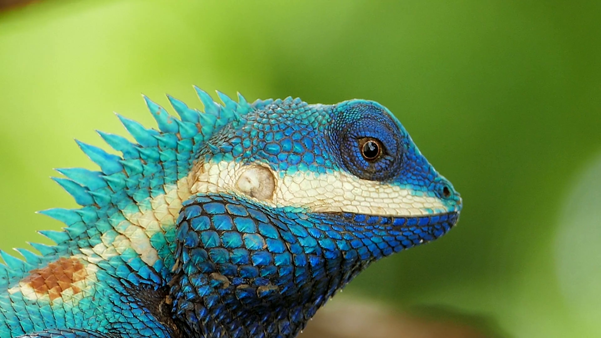 Lizard (Blue-crested Lizard) on the tree in tropical rain forest ...