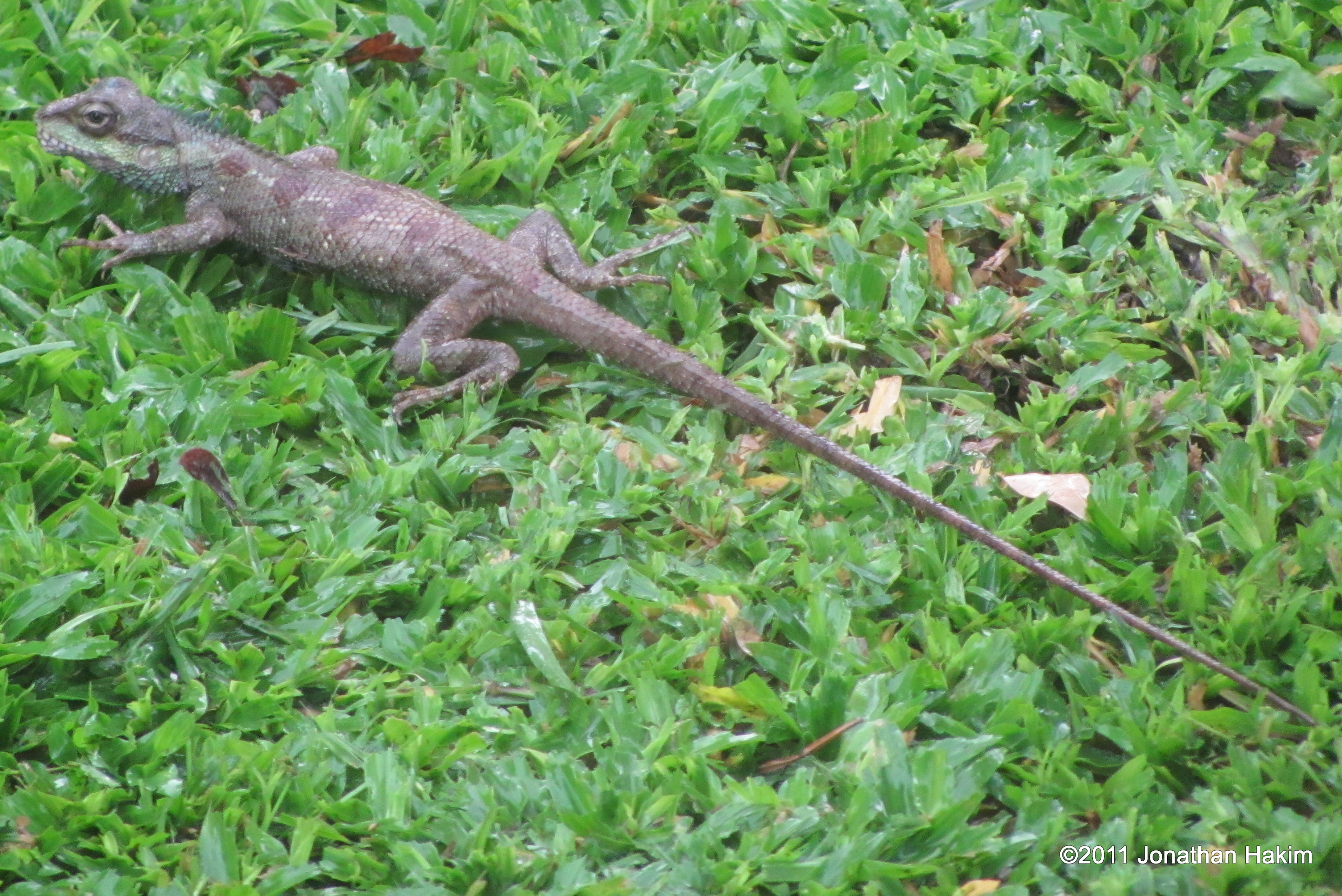 Indo-Chinese Forest Lizard | Reptiles and Amphibians of Bangkok