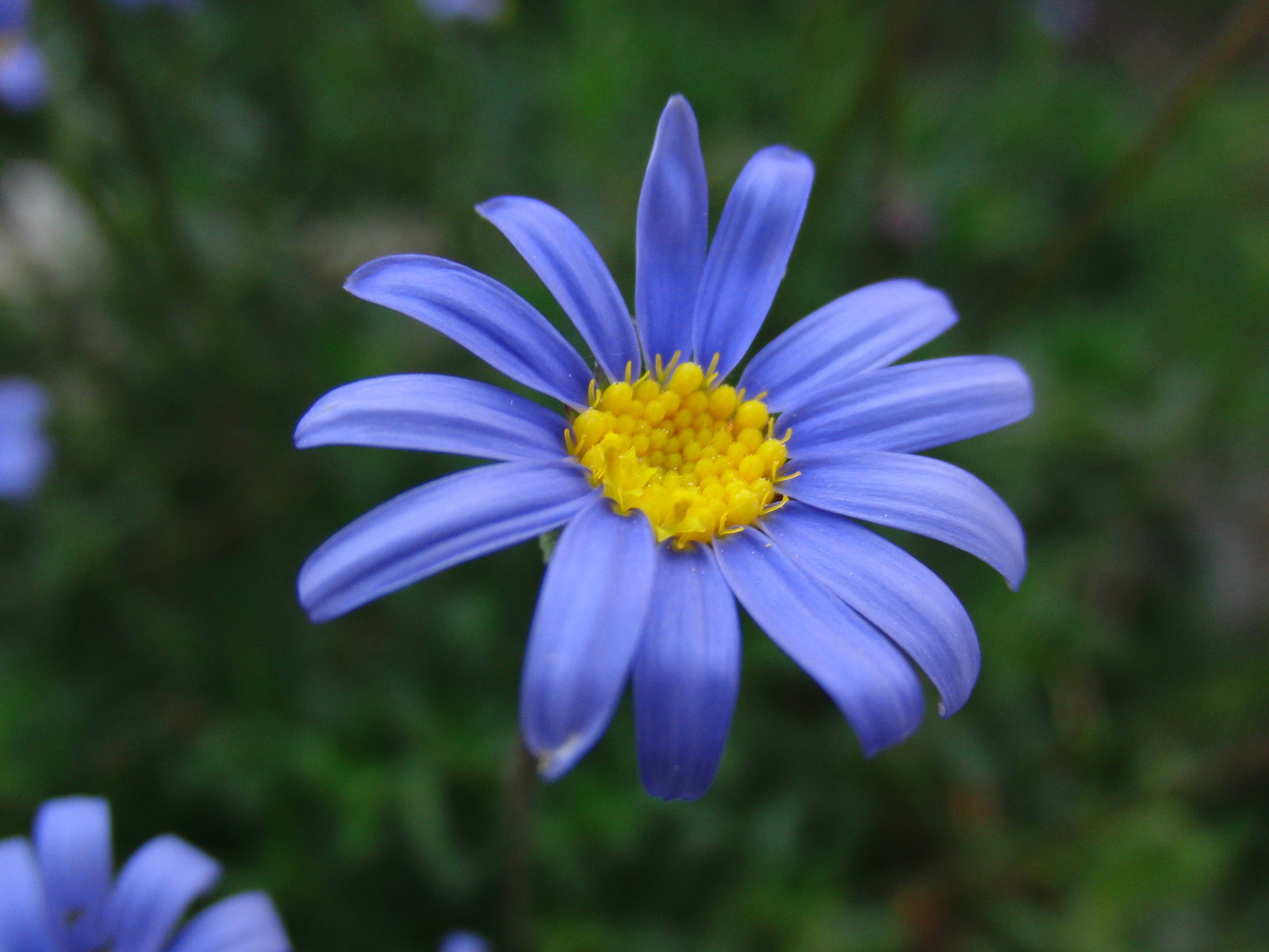 Blue Daisy – FloristsBag