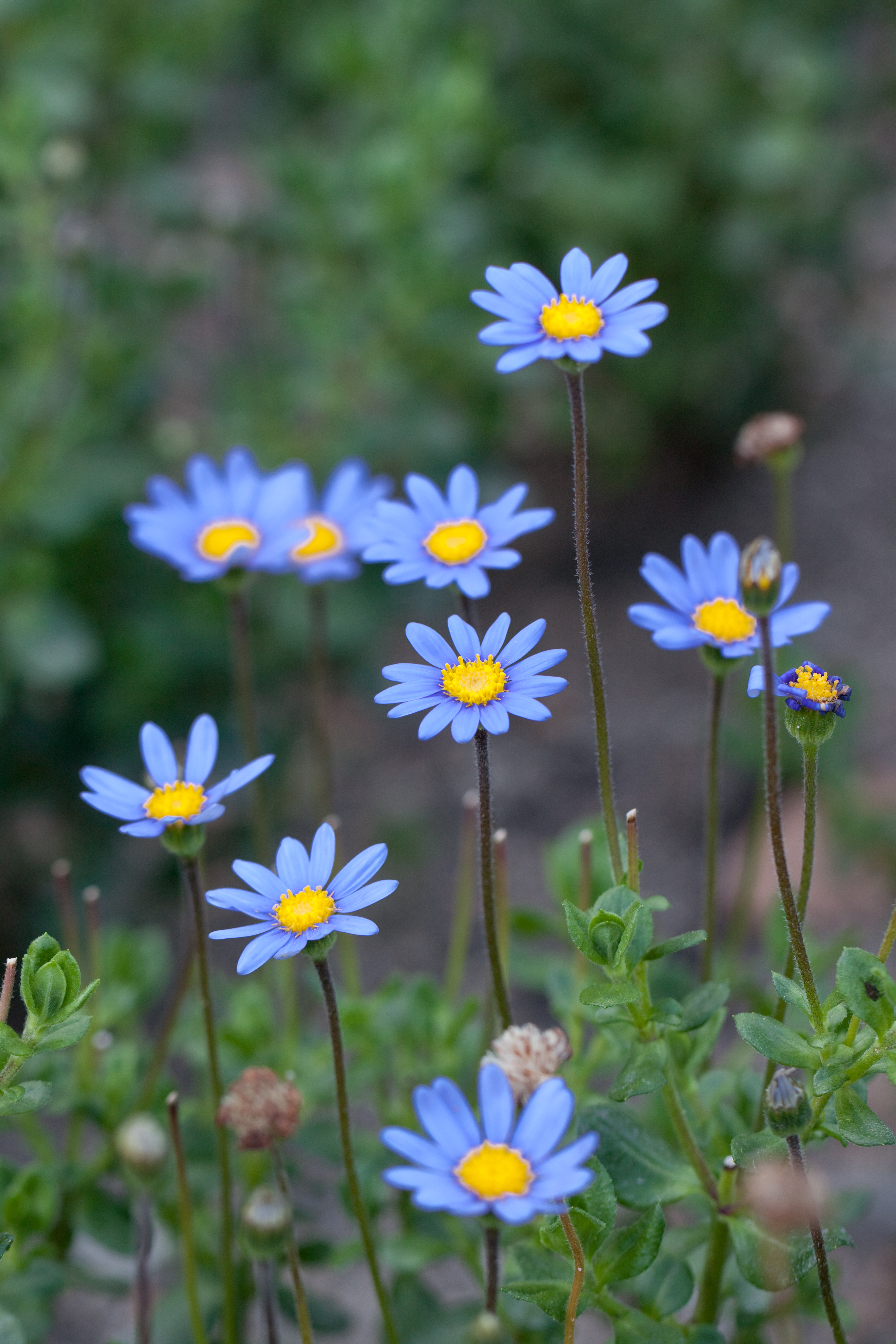 File:Flower, Blue Daisy - Flickr - nekonomania.jpg - Wikimedia Commons