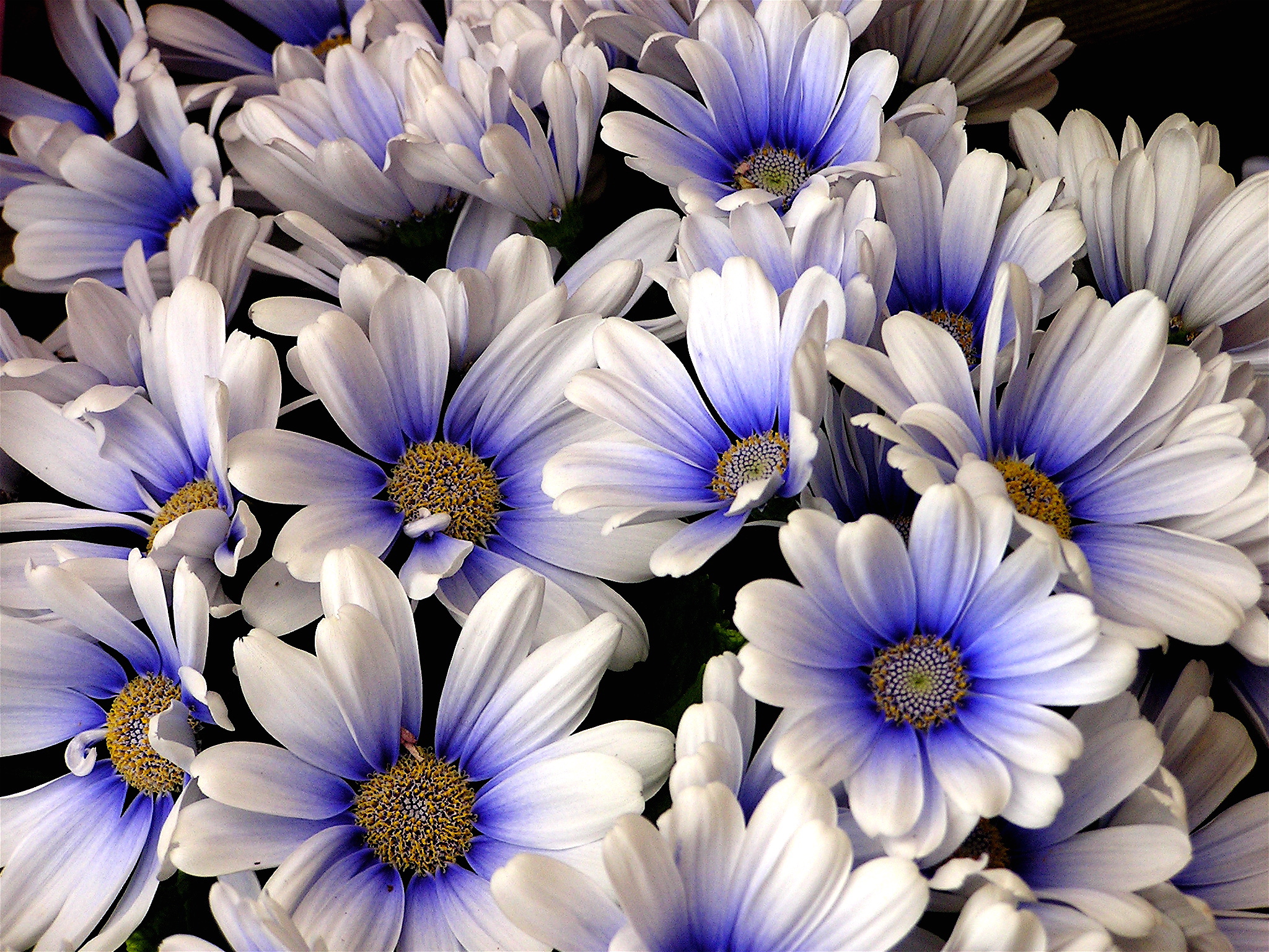 File:White and blue daisy.jpg - Wikimedia Commons