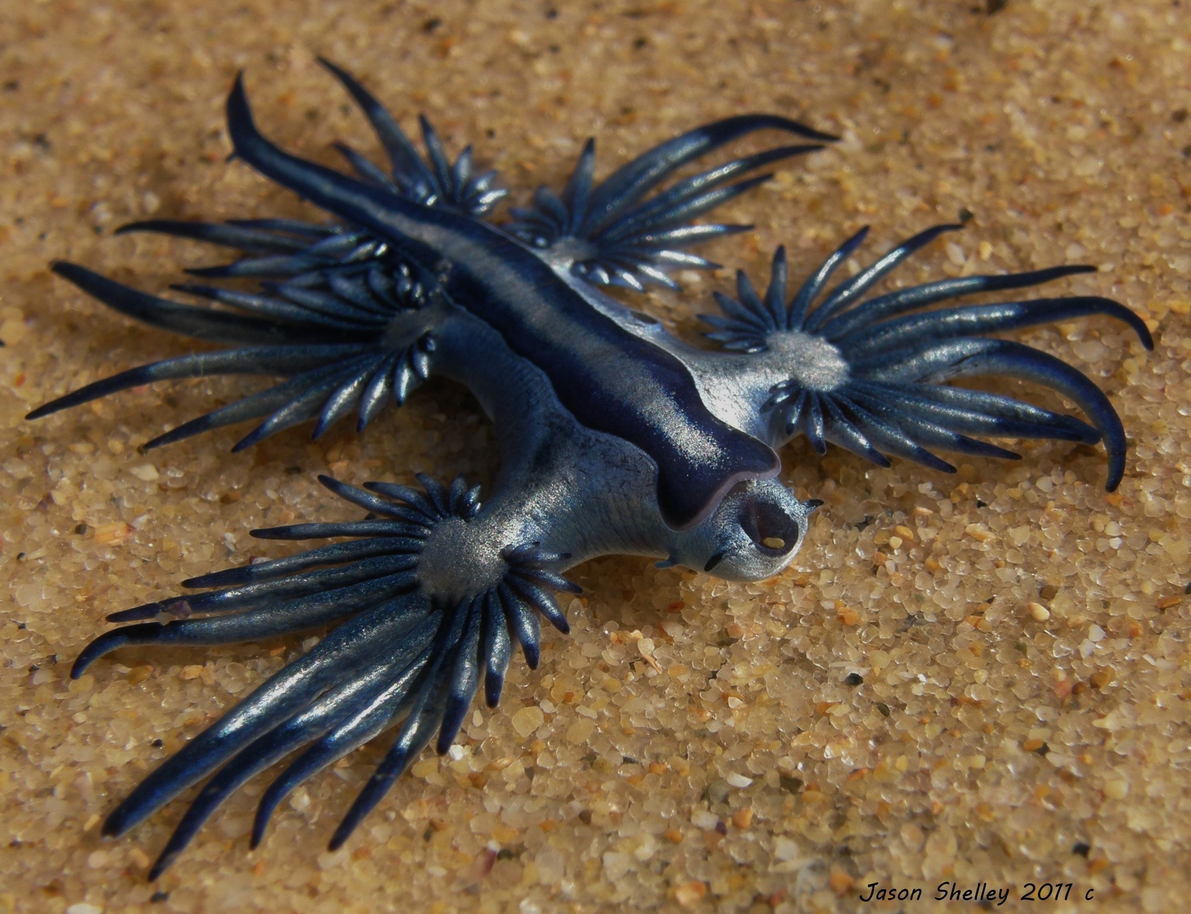 Blue Dragon Sea Slug. Fosterginger.Pinterest.ComMore Pins Like This ...