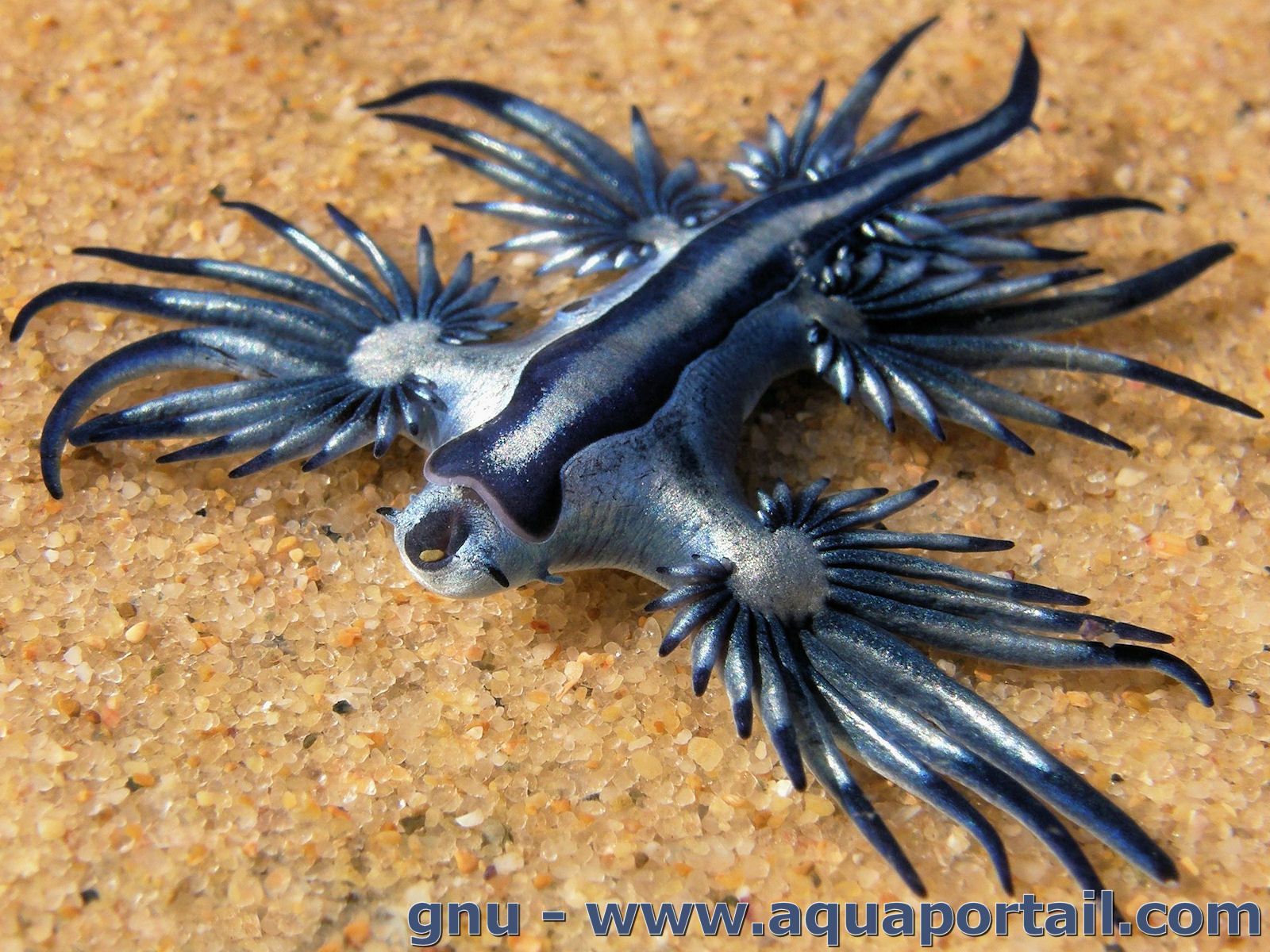 Glaucus atlanticus (Dragon bleu, Hirondelle de mer) : élevage ...