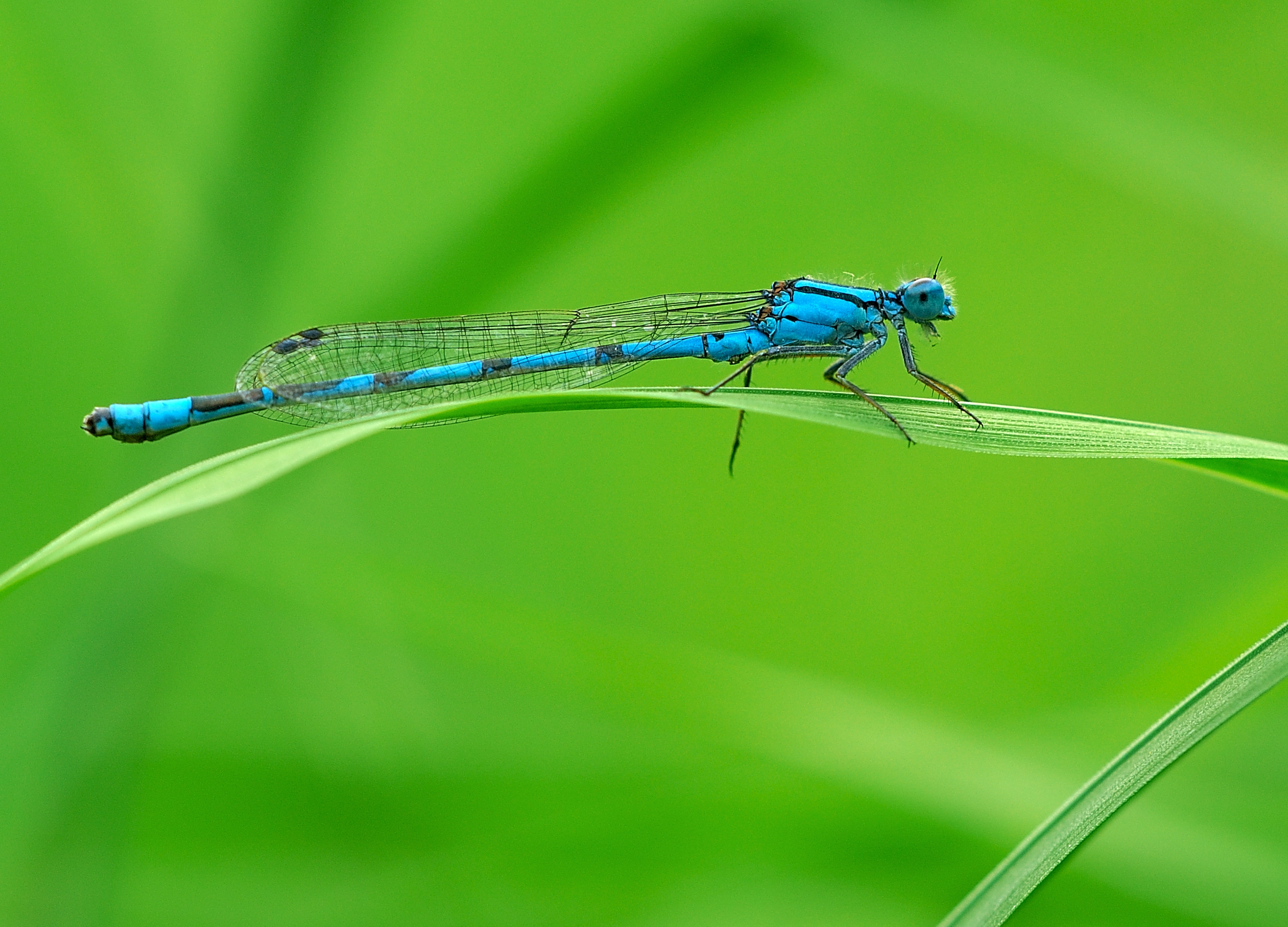 Blue dragonfly photo
