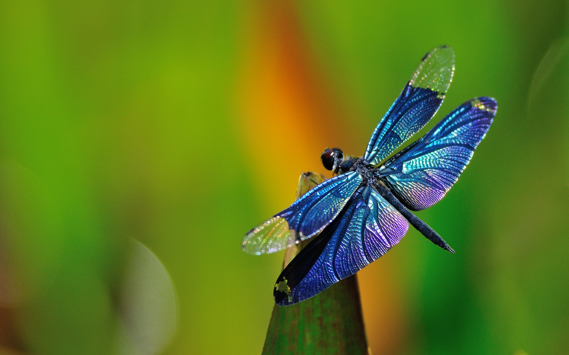 Blue Dragonfly HD Wallpaper, Background Images