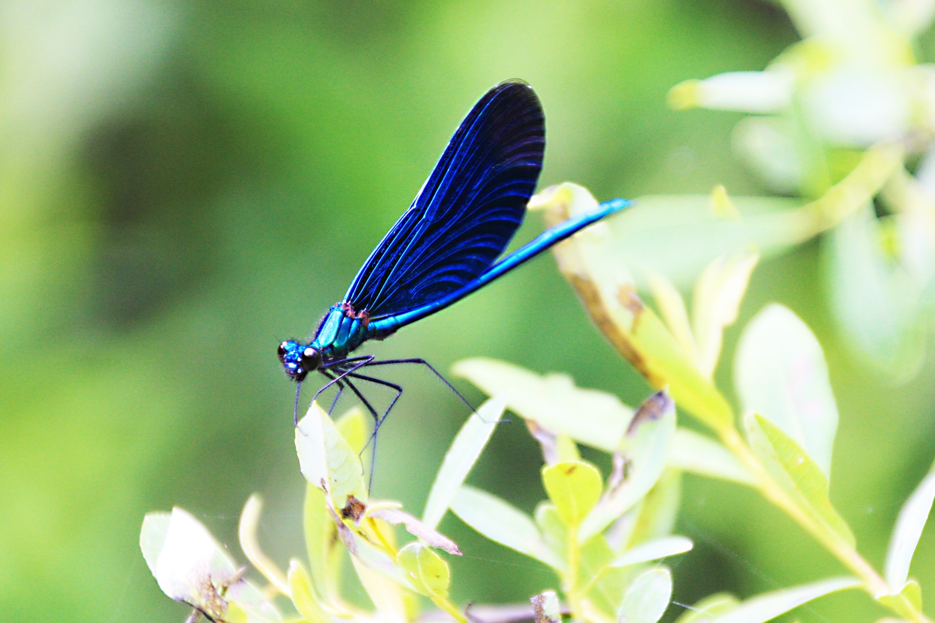 Photo of the Day: Blue Dragonfly | Dessert Adventures